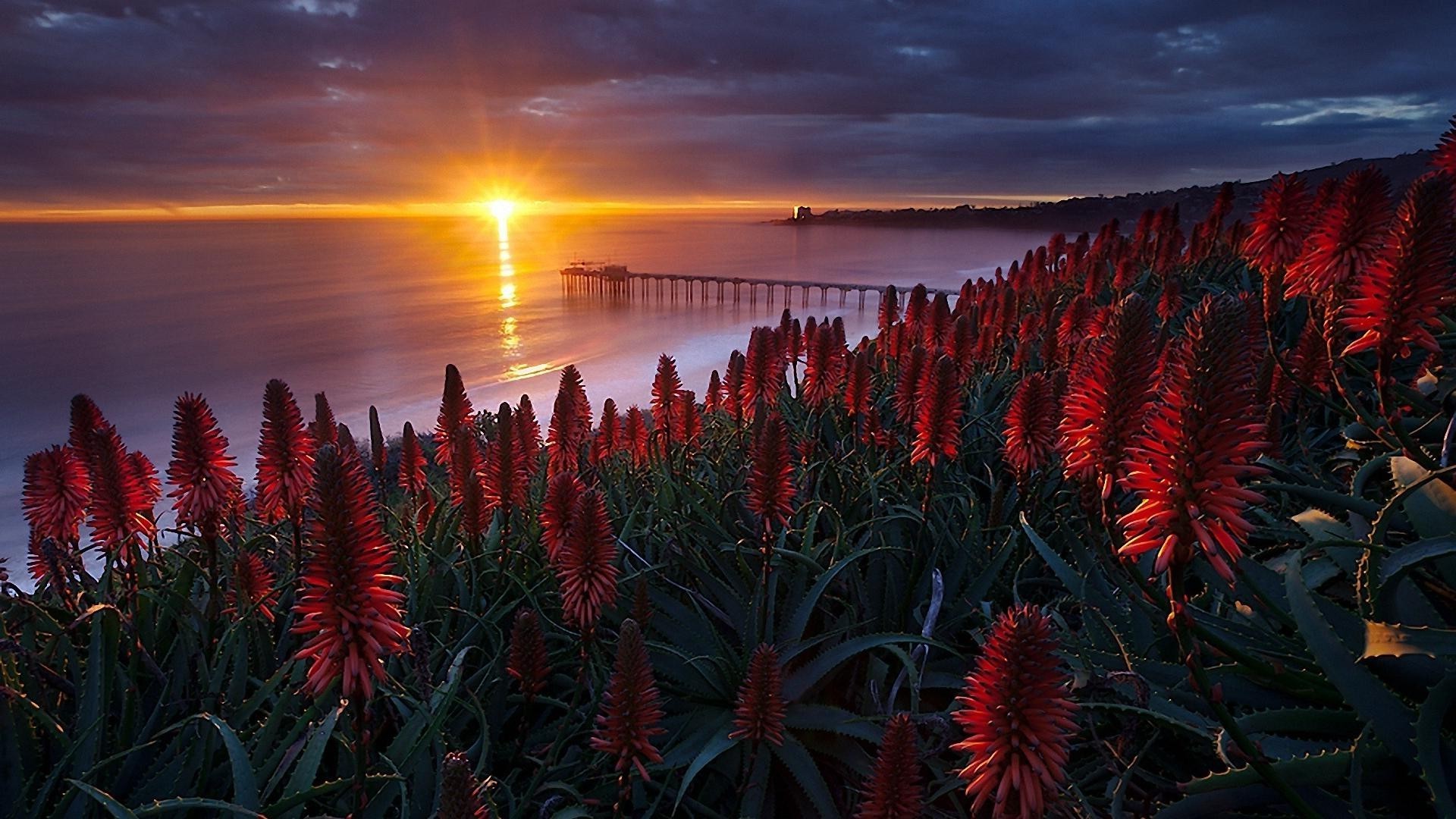 the sunset and sunrise sunset nature color flower landscape sun beach tree dawn sky outdoors flora travel