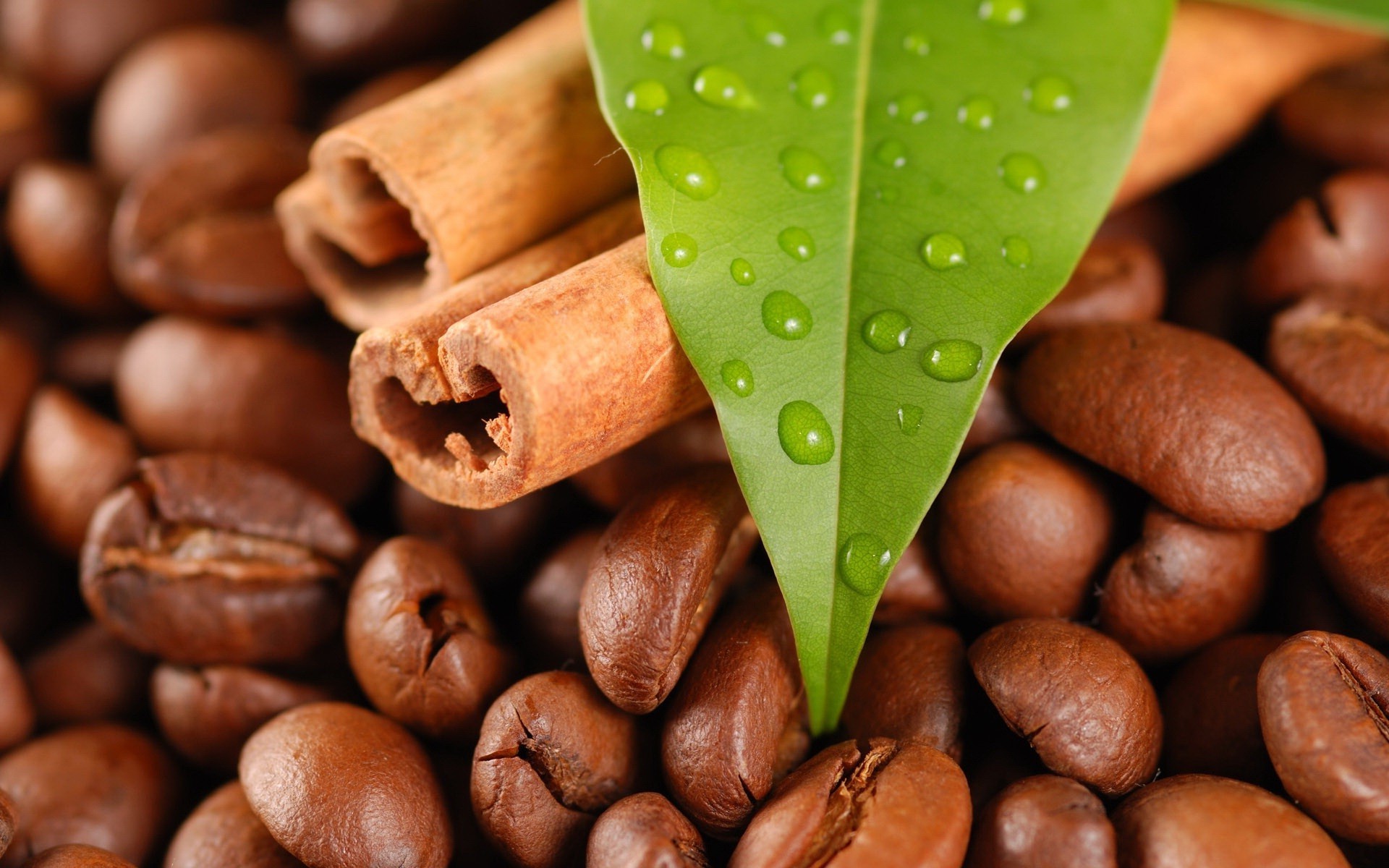 coffee bean caffeine food perfume espresso dark mocha drink cappuccino seed dawn crop batch close-up