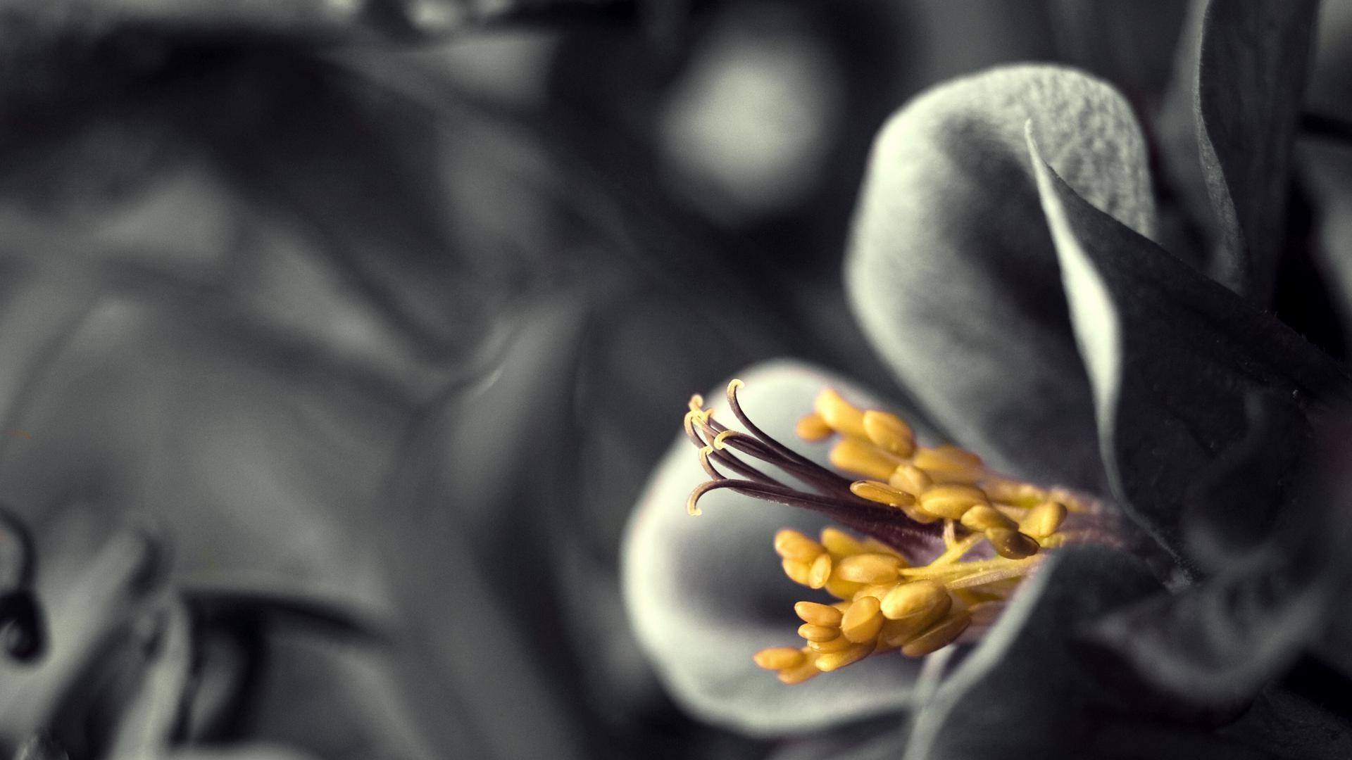 flowers blur flower wedding nature gold romance romantic still life color desktop flora love leaf
