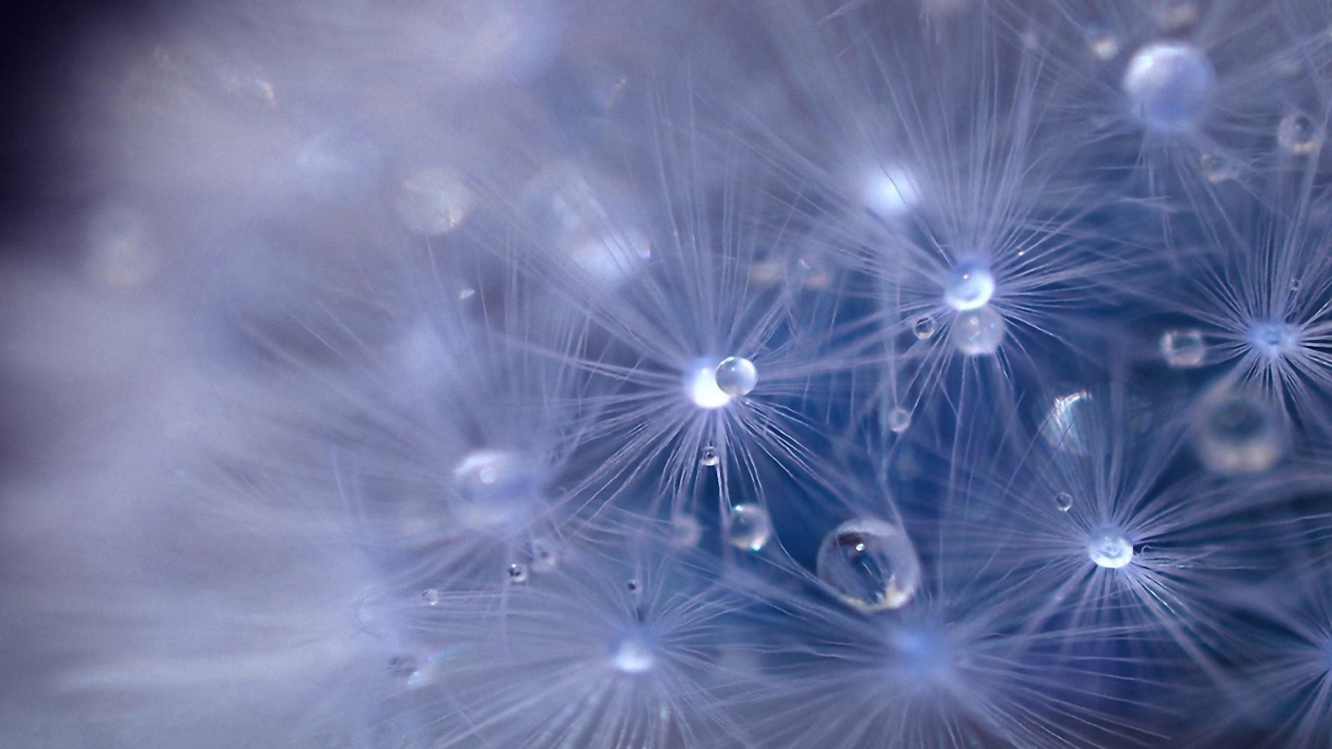 droplets and water bright light abstract festival christmas desktop blur dandelion shining