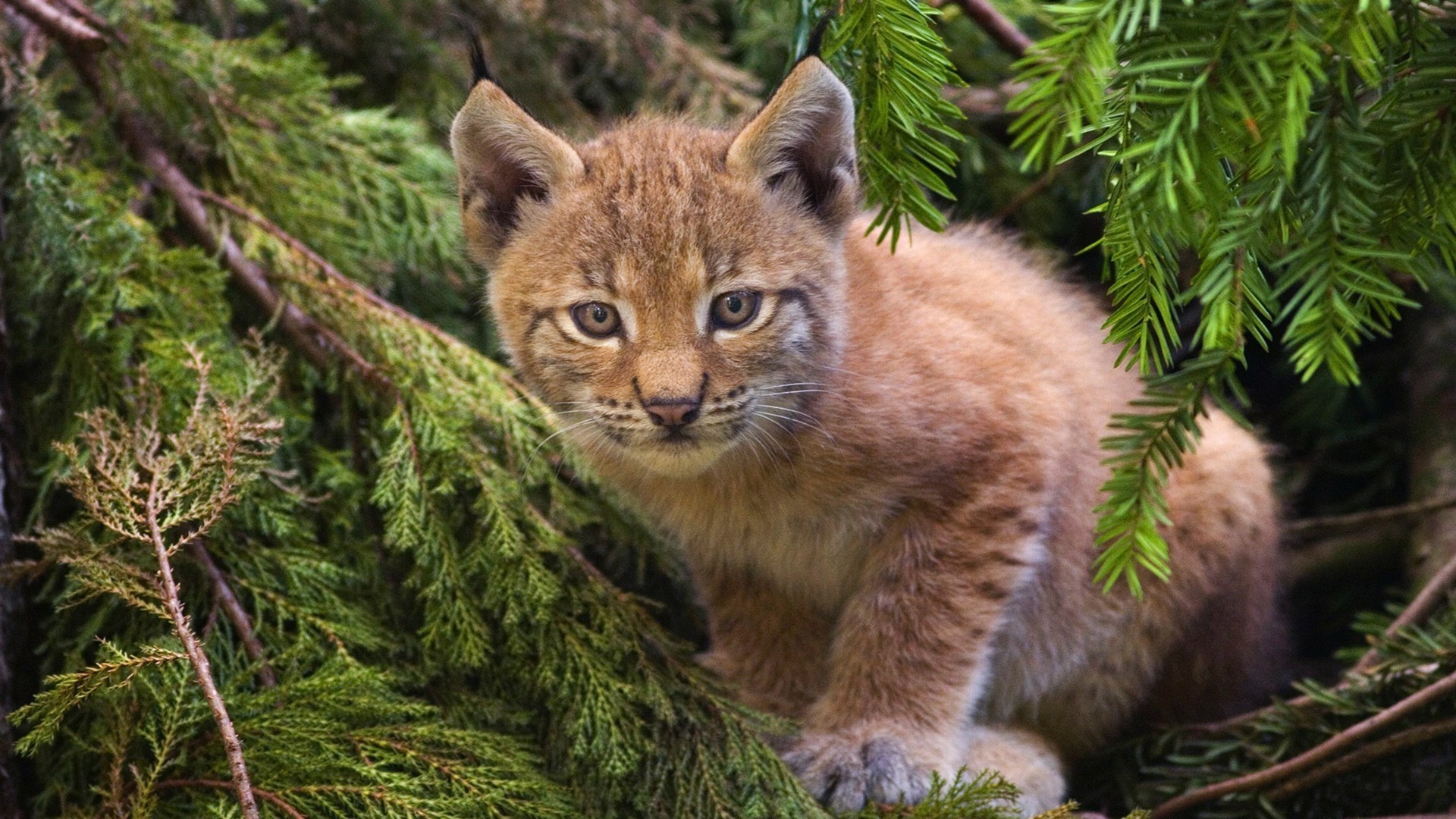animals cat mammal nature wildlife predator wild outdoors animal tree fur grass wood
