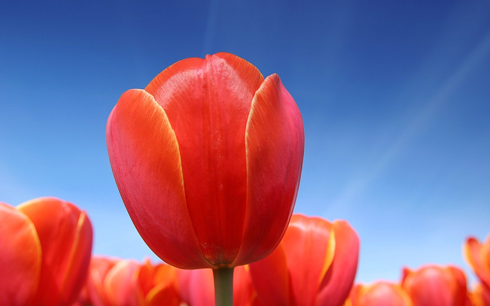 closeup nature tulip flower bright flora summer garden color leaf outdoors growth fair weather petal love