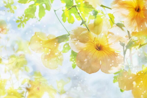Yellow flowers on a blue background