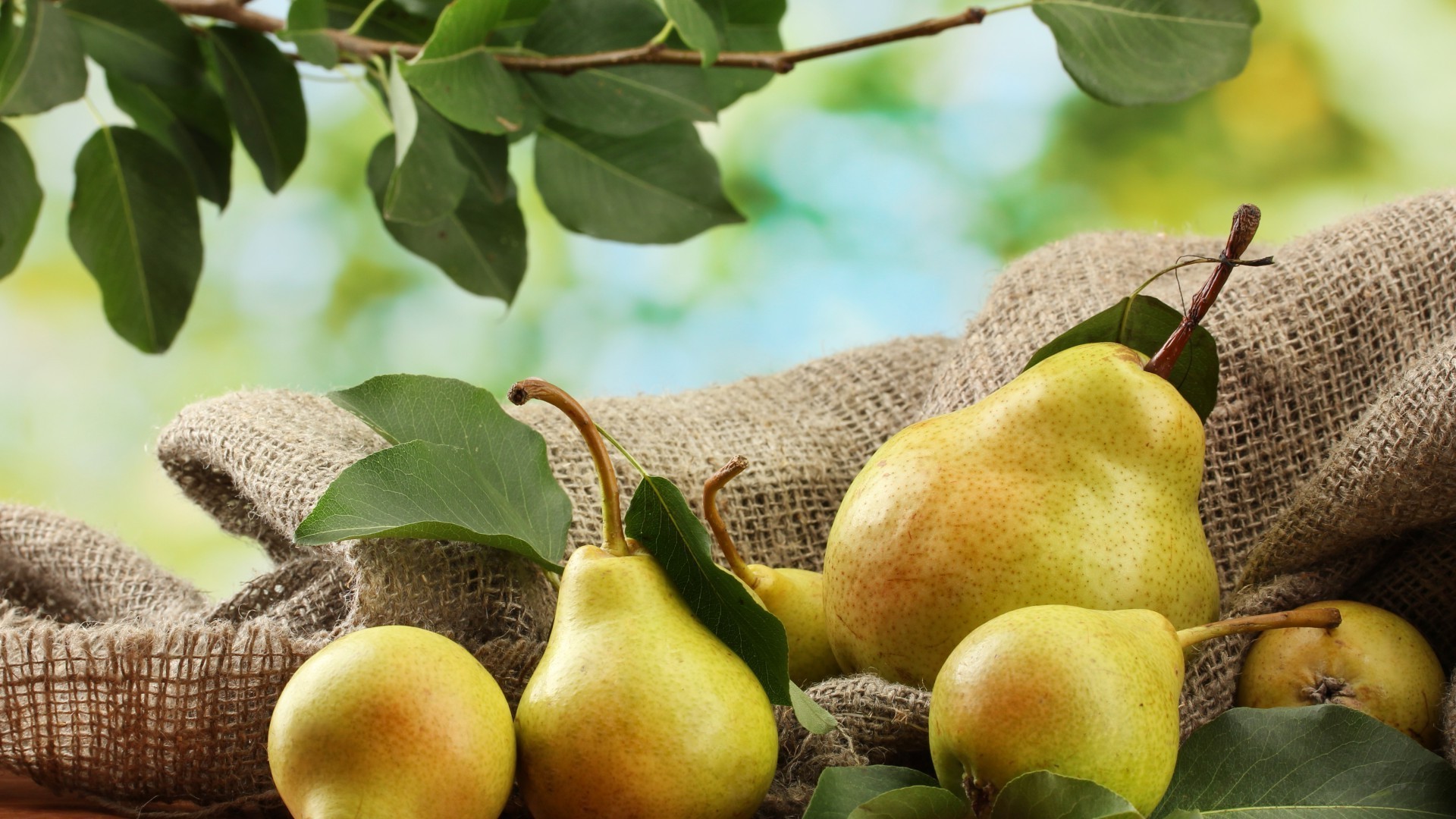 fruit food leaf pasture juicy apple pear nature fall healthy agriculture grow confection nutrition flora health desktop close-up tree