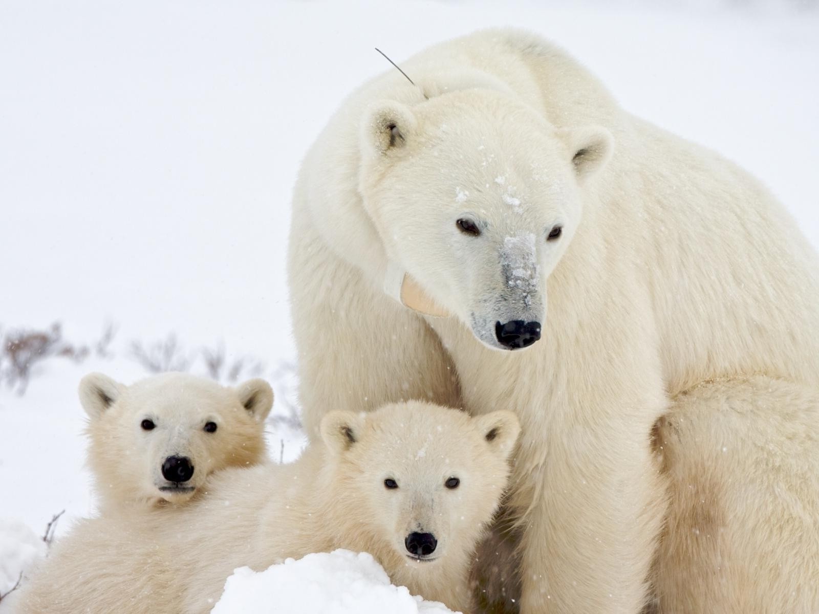 bears frosty mammal animal winter wildlife snow cute polar nature fur