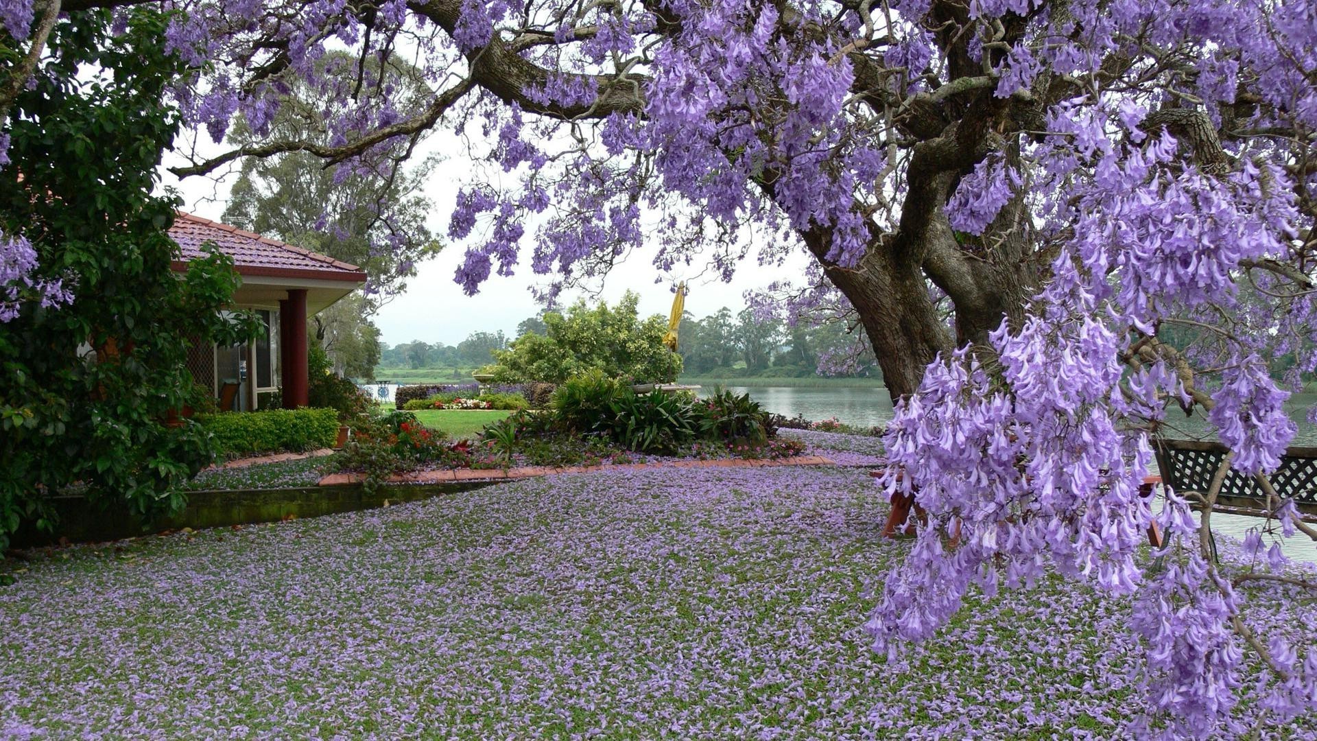 trees flower garden tree flora blooming nature springtime park floral season outdoors color lavender leaf summer petal branch landscape beautiful