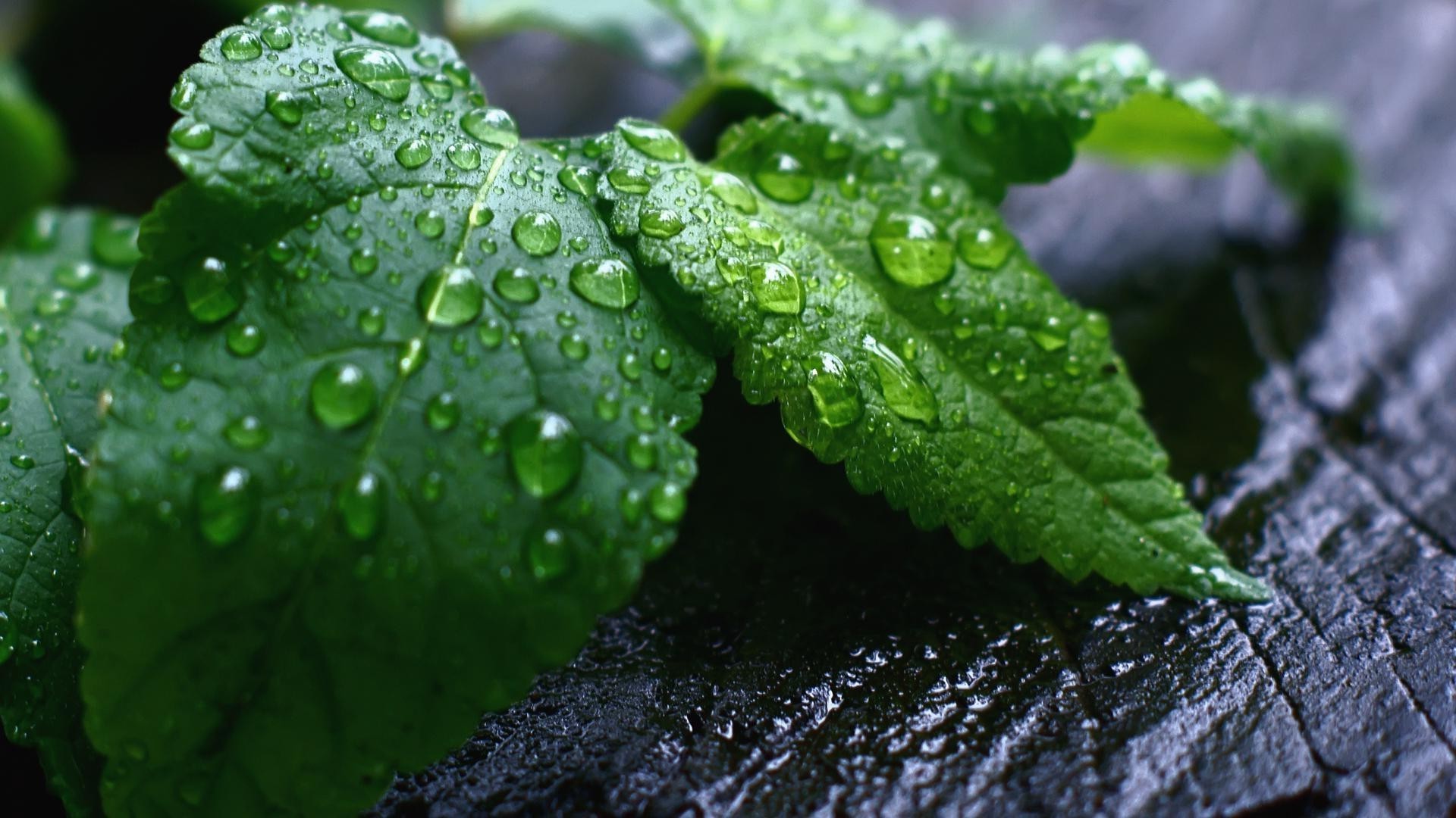 droplets and water leaf rain drop flora dew nature wet growth water freshness purity environment droplet garden close-up