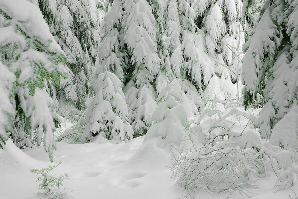 It s a cold winter, but what a beautiful frosty forest!