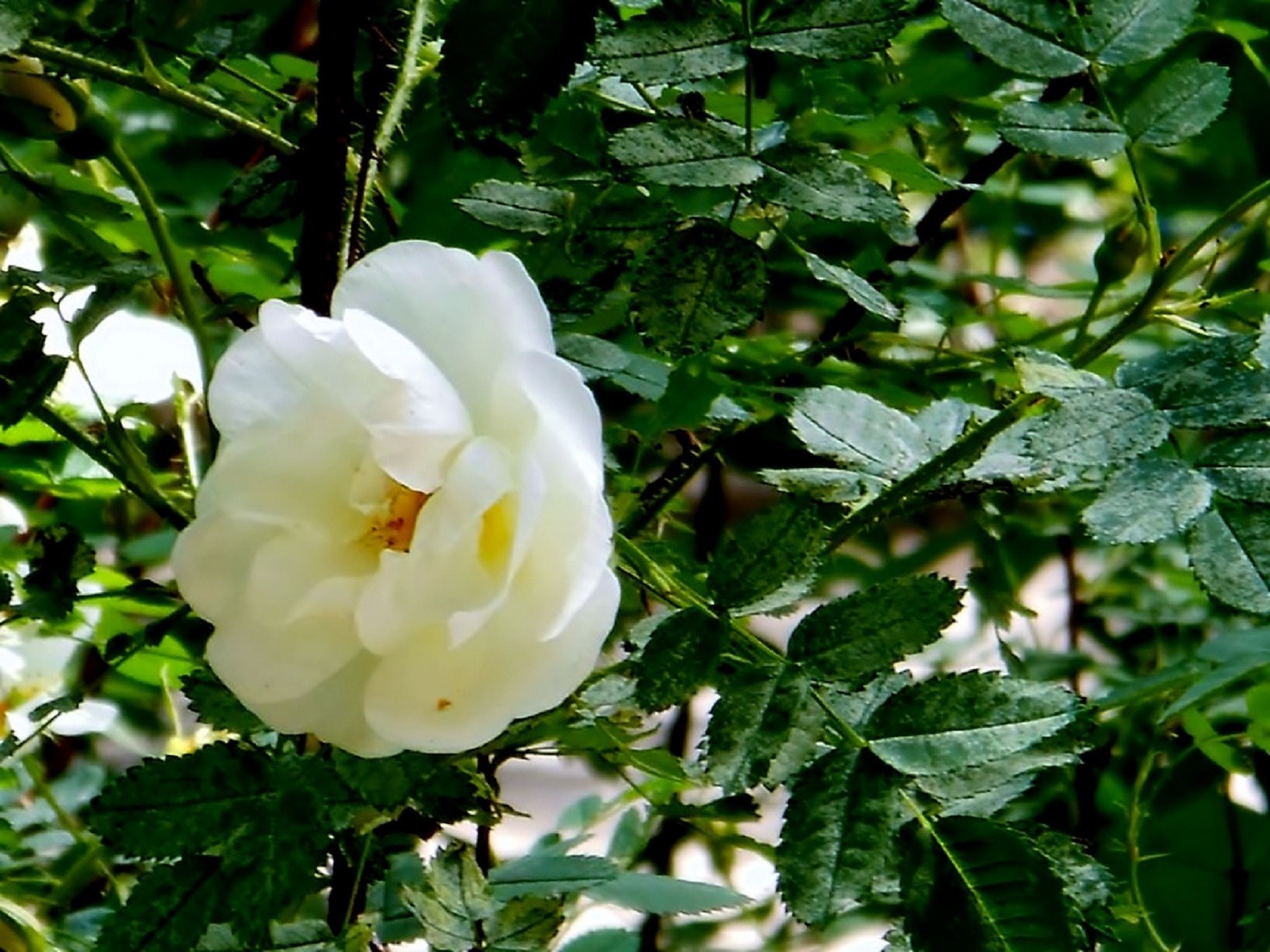 flowers flower leaf flora nature garden growth summer floral blooming color shrub outdoors bright tree close-up petal botanical rose environment