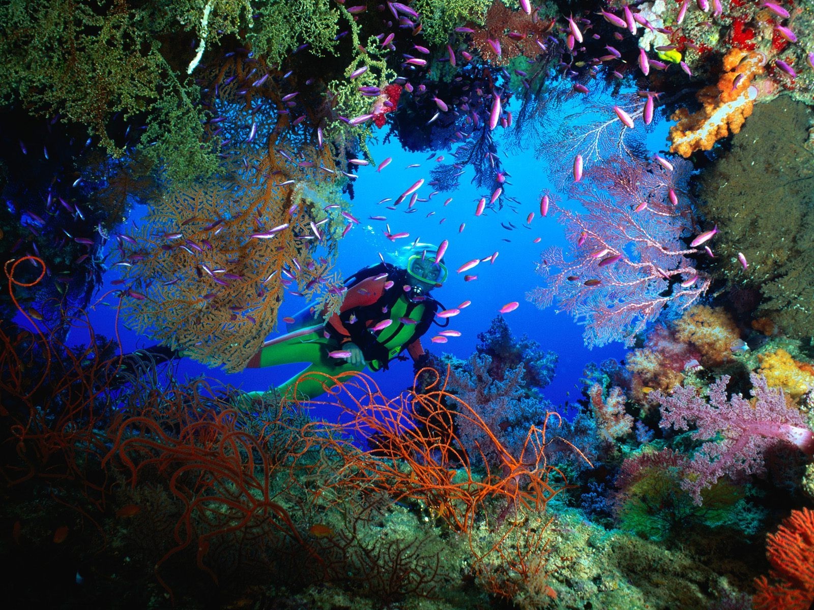 sea and ocean underwater fish coral reef ocean water diving invertebrate snorkeling aquarium