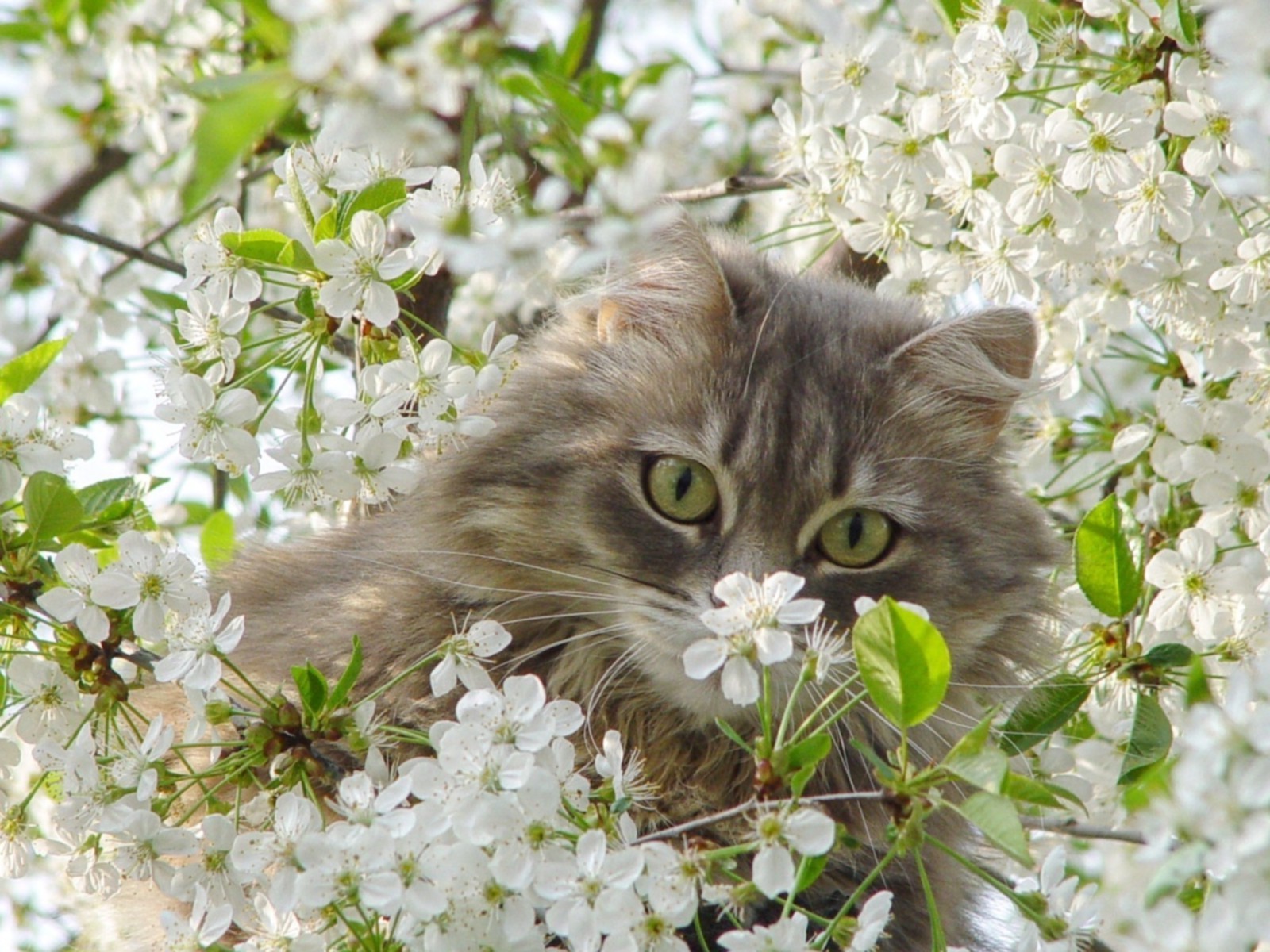cats flower nature cat beautiful tree flora garden floral blooming apple summer leaf cherry outdoors
