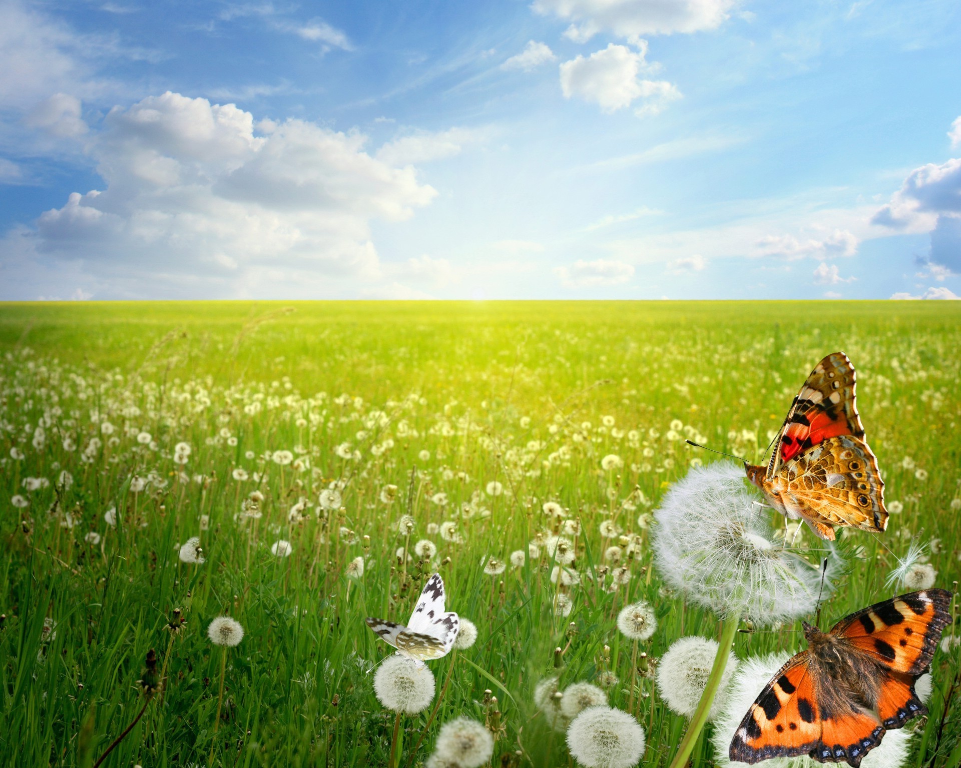field of flowers grass summer hayfield field rural nature growth countryside flower pasture sky flora fair weather outdoors sun landscape
