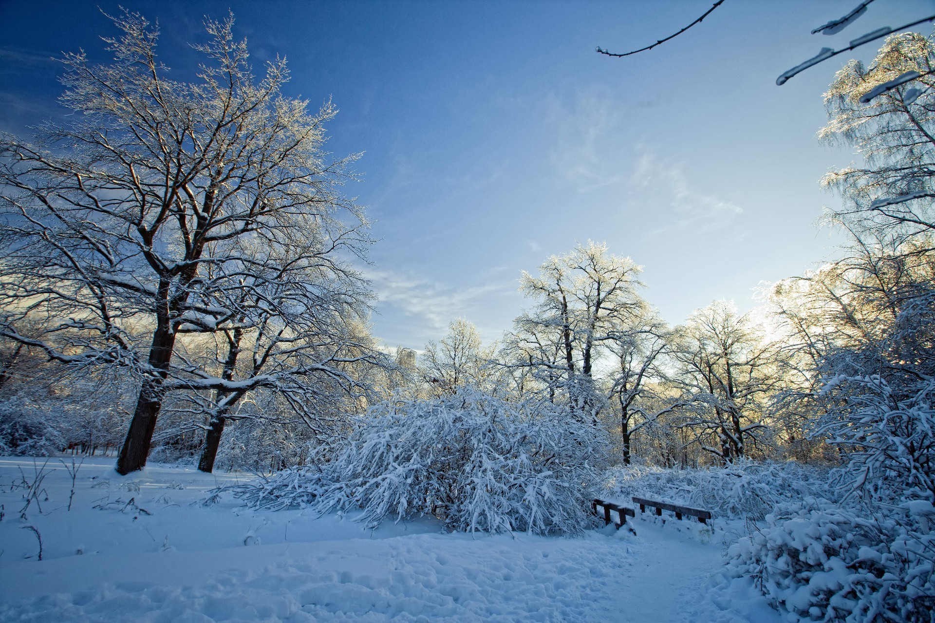 winter snow frost cold tree frozen wood landscape ice weather season branch snow-white scenic frosty nature fair weather icy scene