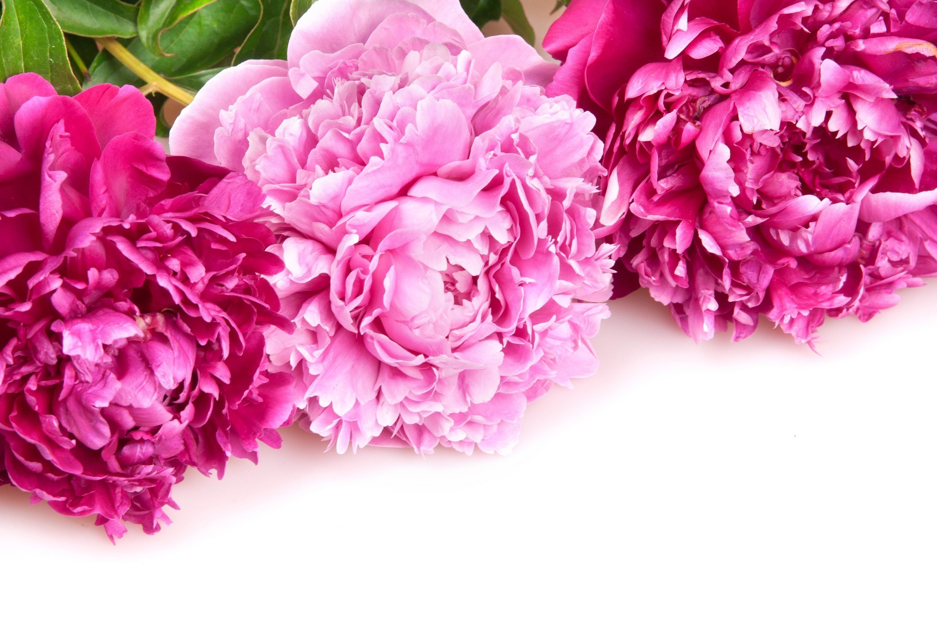 flowers flower floral flora petal blooming rose nature beautiful bouquet peony love garden romantic leaf color romance wedding decoration gift
