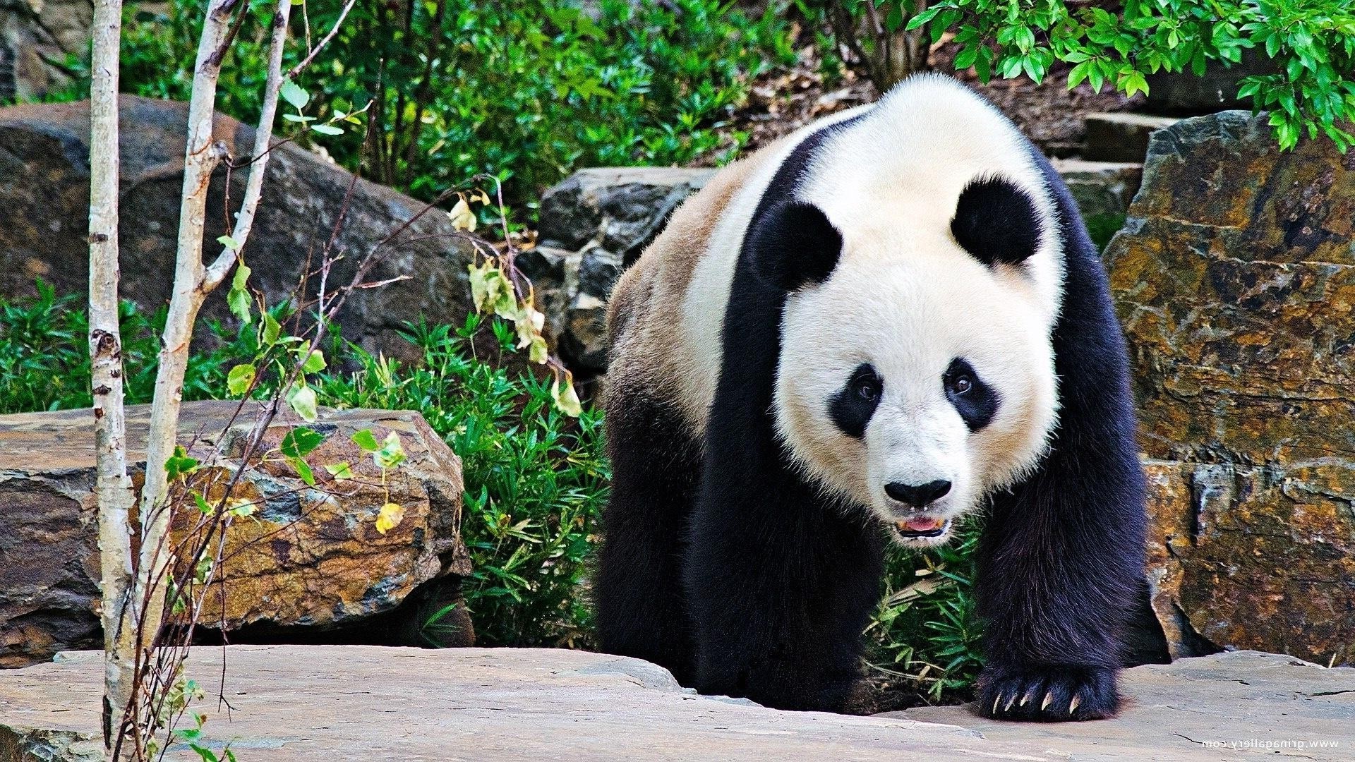herbivores nature zoo mammal wild wildlife animal wood outdoors grass park tree summer