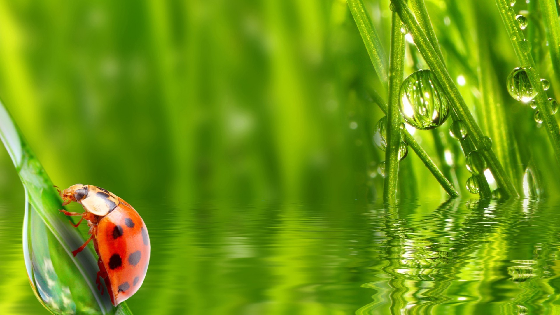 animals grass growth flora environment leaf dew blade summer nature garden rain drop lawn environmental harmony ecology freshness lush hayfield wet
