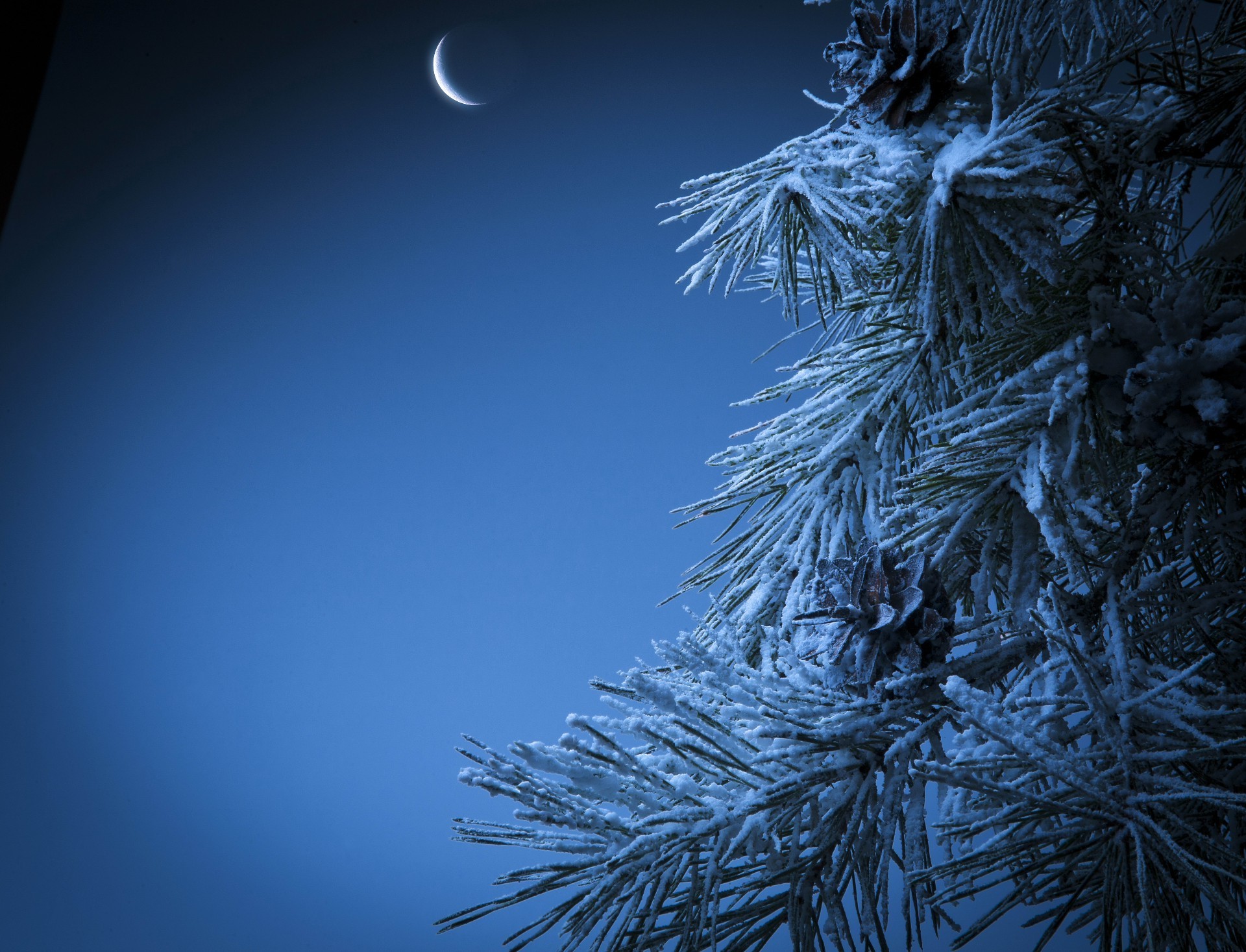 landscapes winter christmas snow pine tree fir evergreen conifer frost bright season nature desktop branch spruce cold shining celebration coniferous