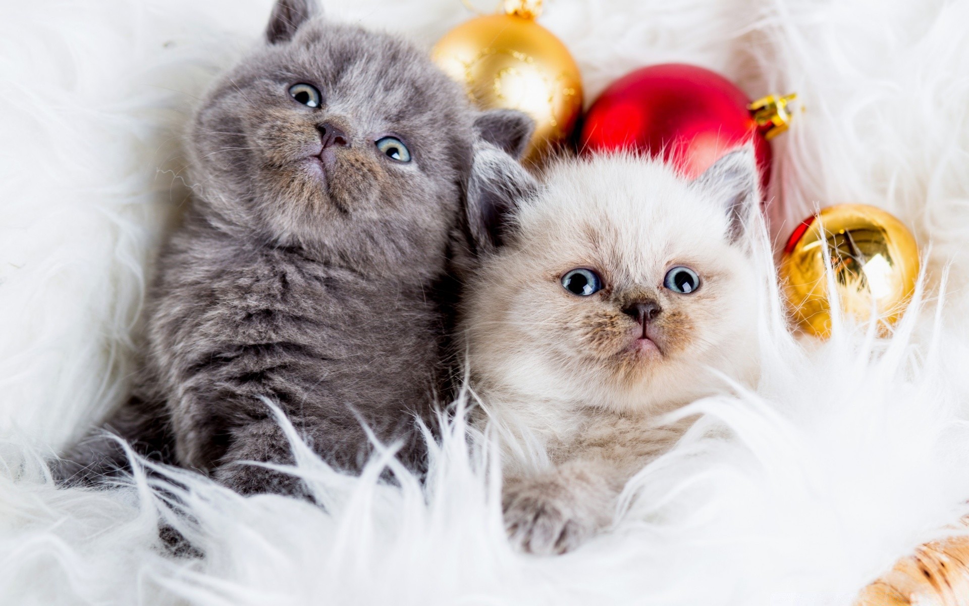 christmas cute pet animal cat fur domestic mammal kitten little young portrait downy funny sit looking adorable breed eye purebred furry