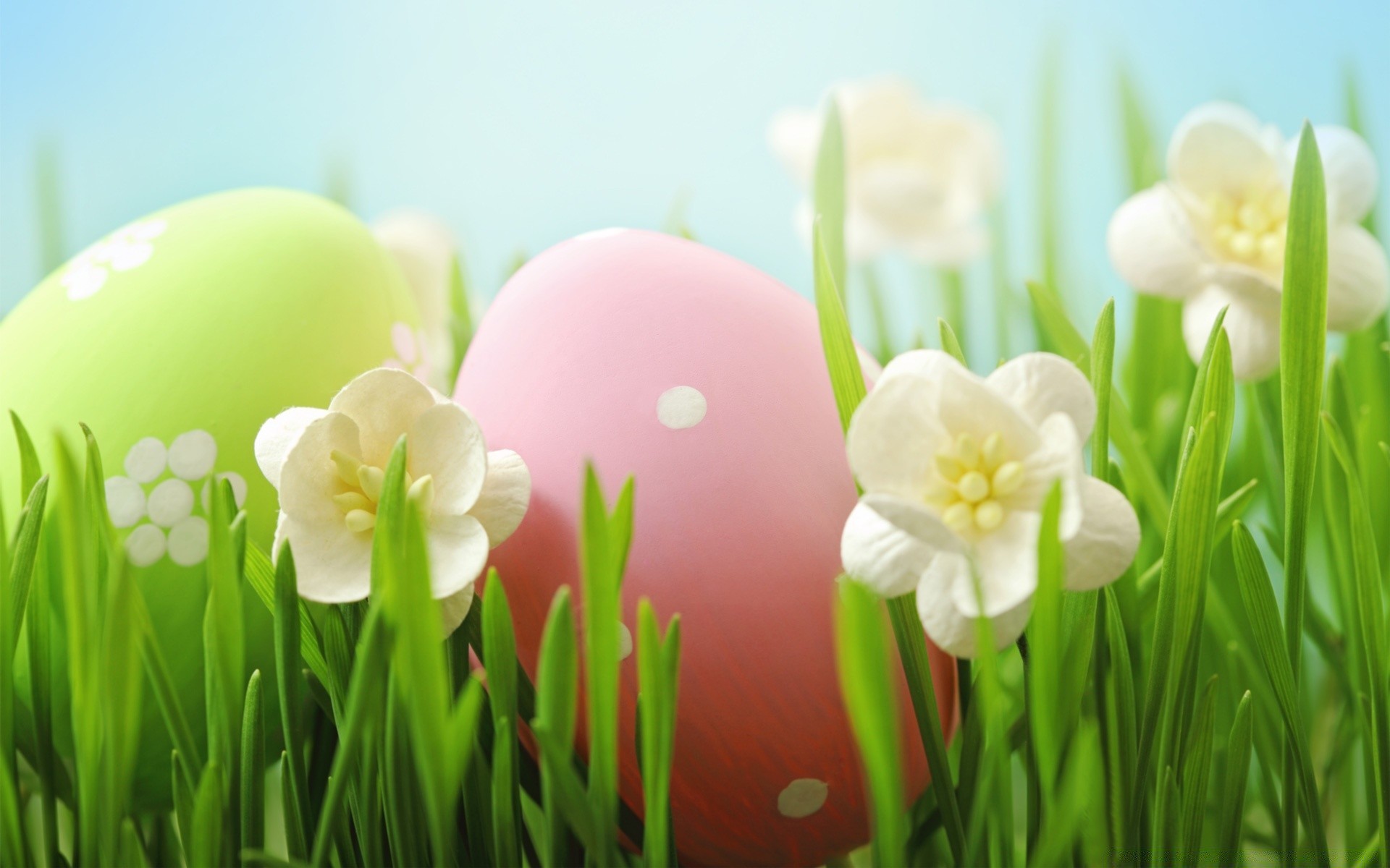 easter nature grass flora flower growth leaf garden bright summer hayfield springtime narcissus daffodil fair weather season color husk floral