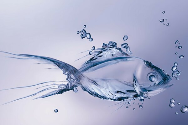 Small fish swimming in the water