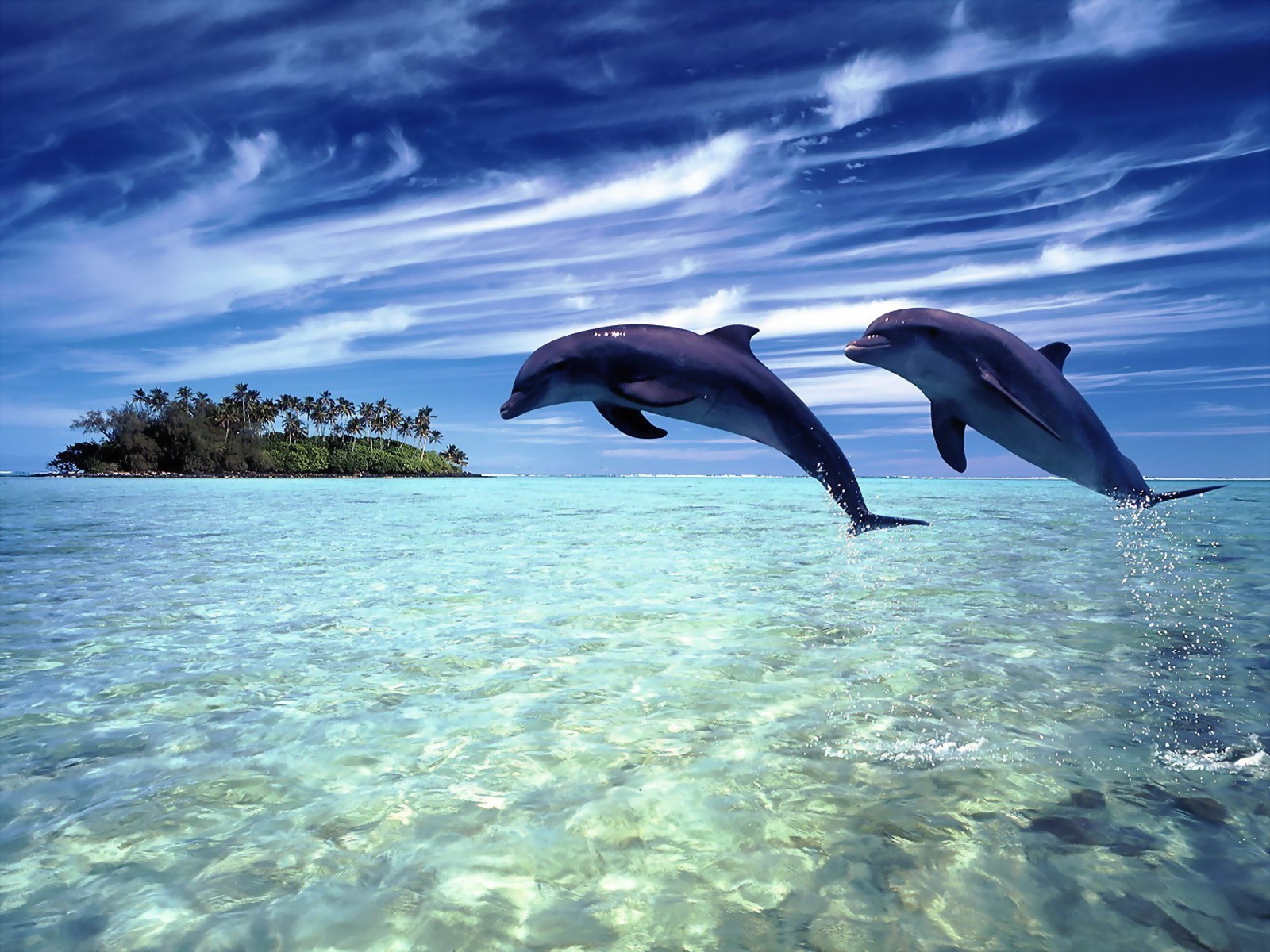 love animals water underwater ocean sea fish nature swimming diving dolphin wildlife tropical outdoors travel turquoise blower