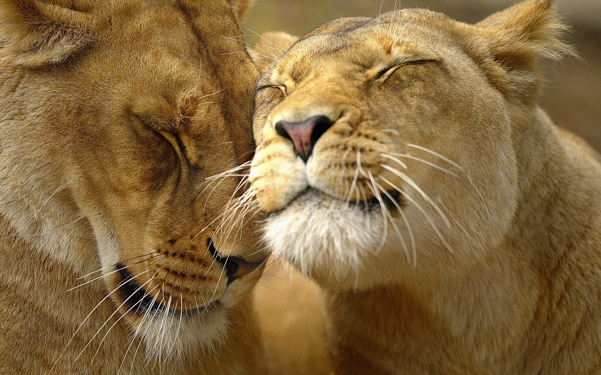 love animals cat lion wildlife mammal safari predator zoo animal carnivore hunter eye big lioness portrait fur wild panthera big cat danger nature