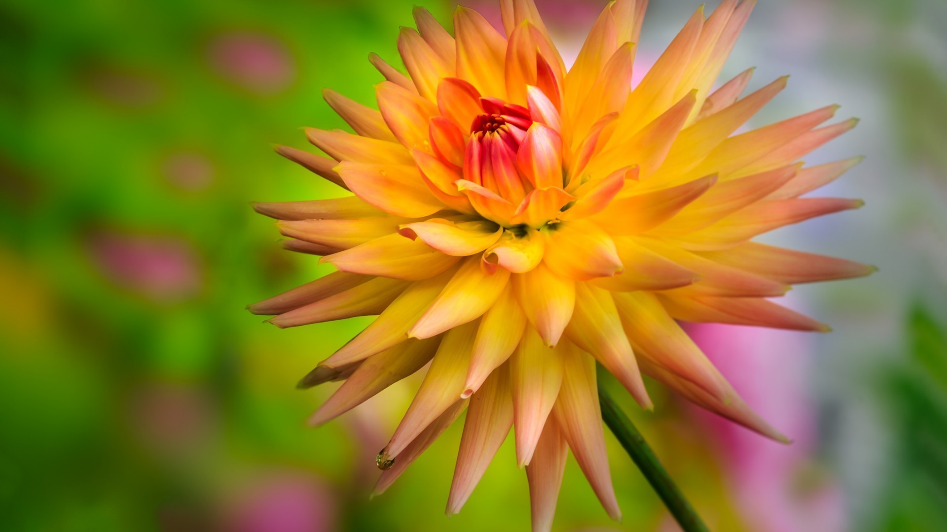 closeup nature flower summer flora leaf garden petal bright tropical color growth blooming floral beautiful