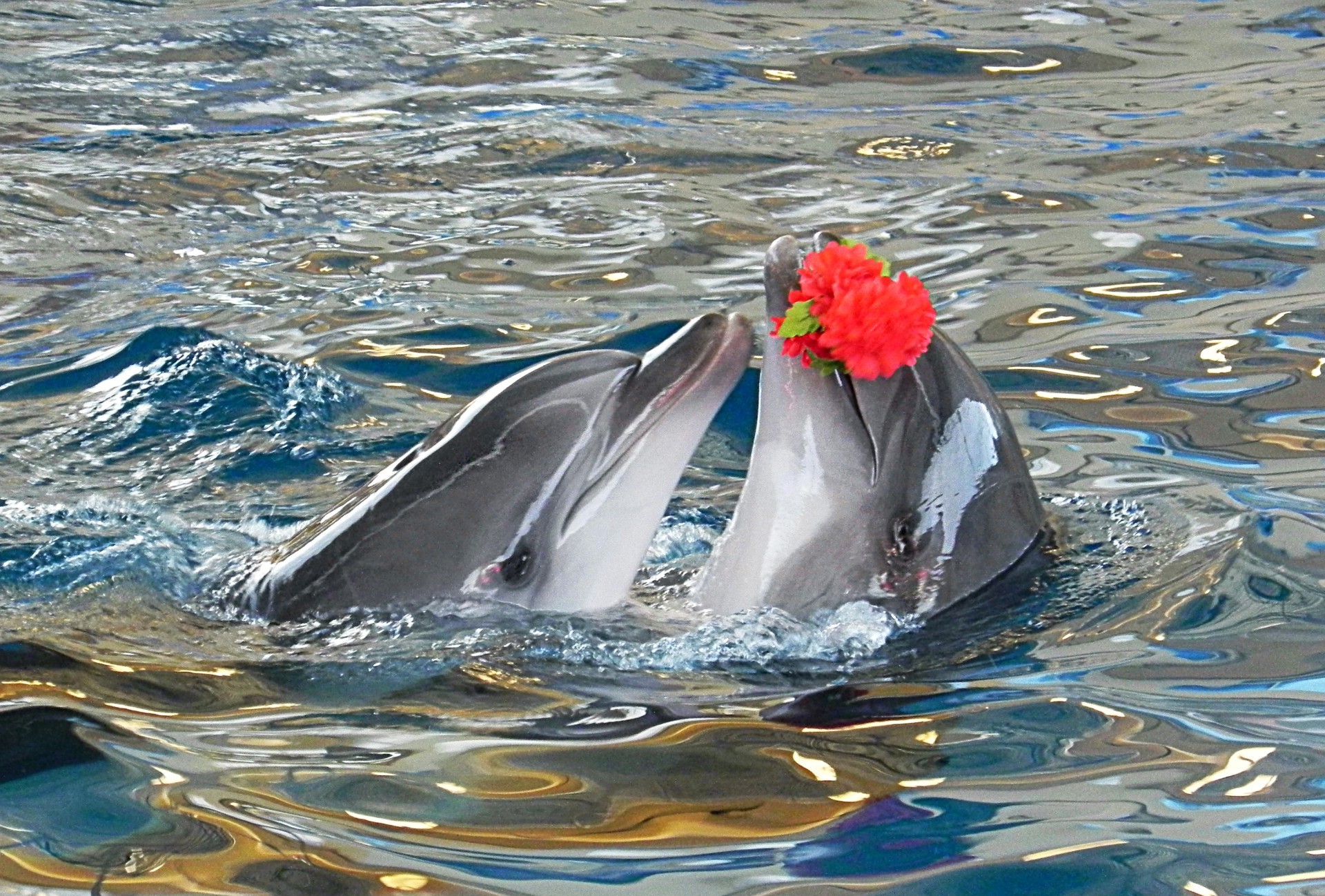 animals water swimming fish ocean sea nature blower underwater wet wildlife dolphin