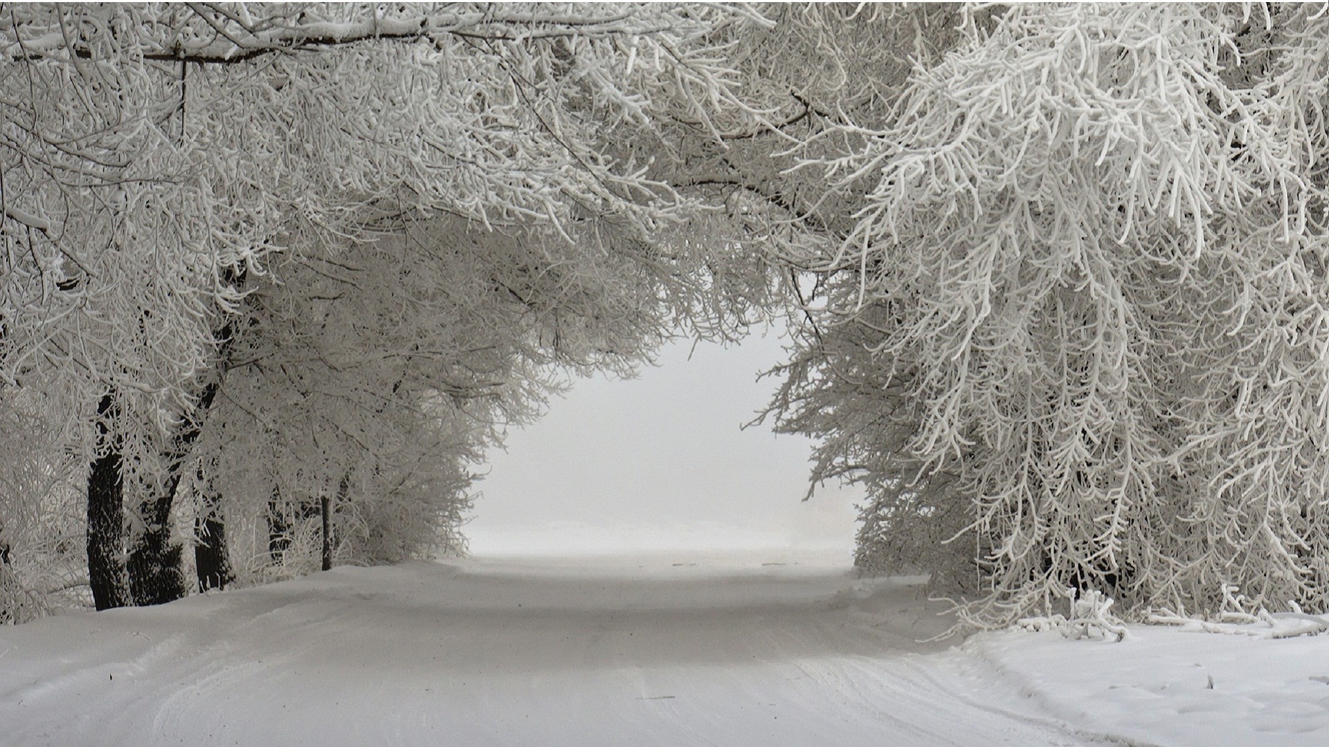 winter snow frost cold frozen ice wood weather landscape tree fog season frosty nature snow-white branch snowstorm scene