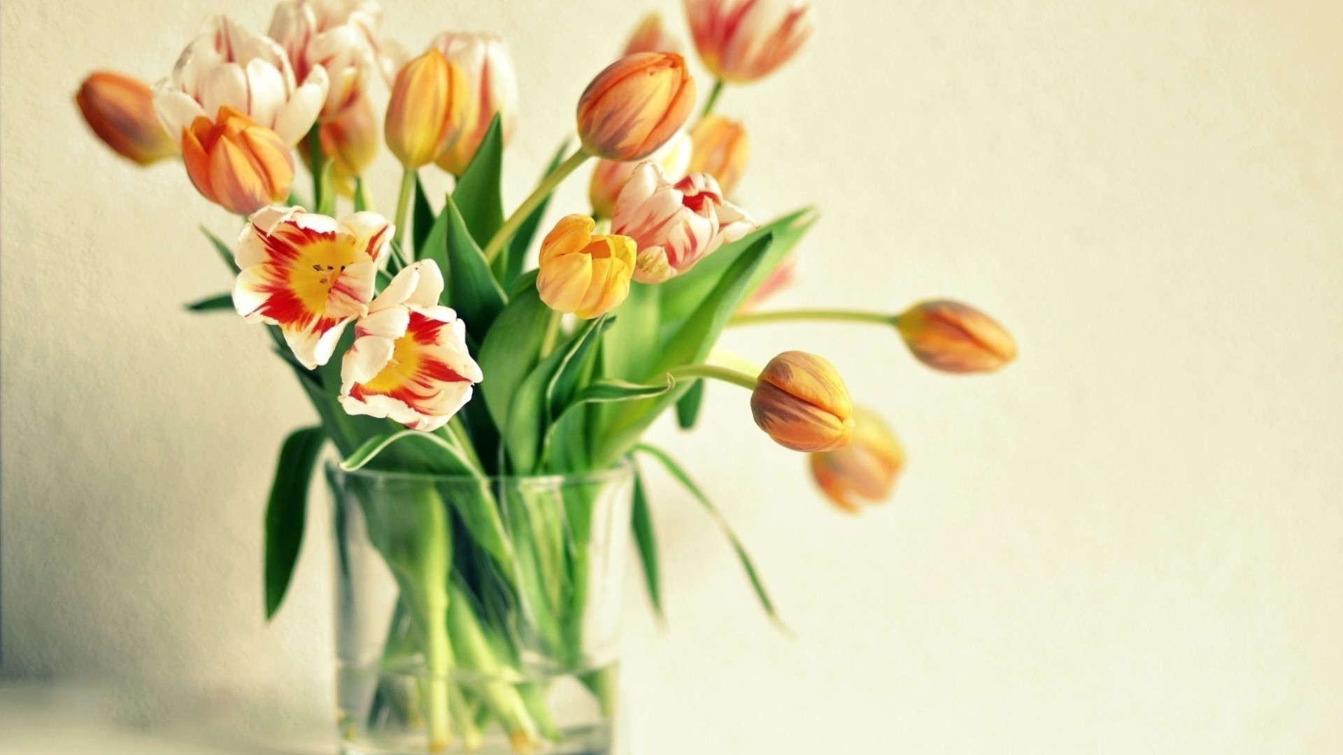 in a vase or pot nature flower easter tulip flora leaf bouquet floral bright cluster color romance growth summer husk season petal decoration