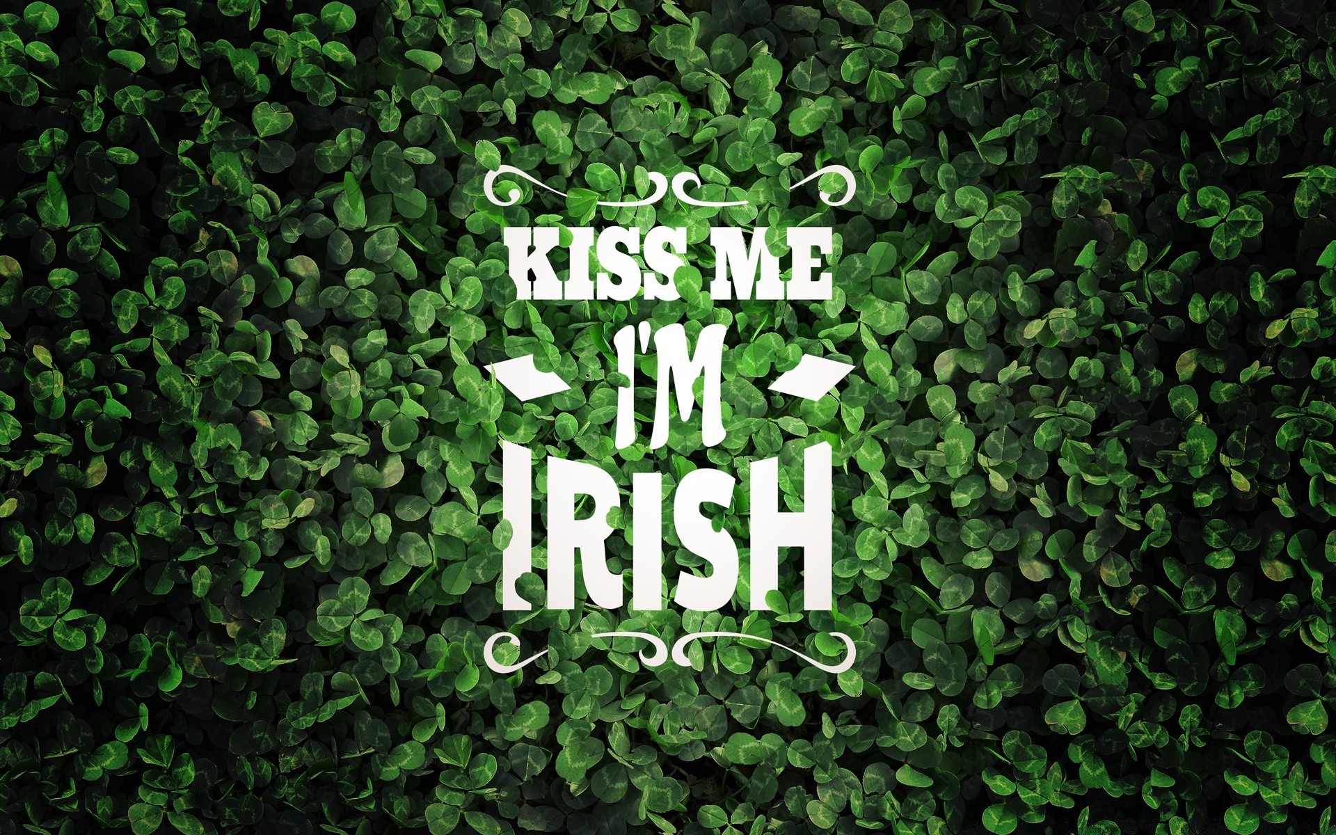 saint patrick s day leaf desktop flora nature growth texture abstract pattern