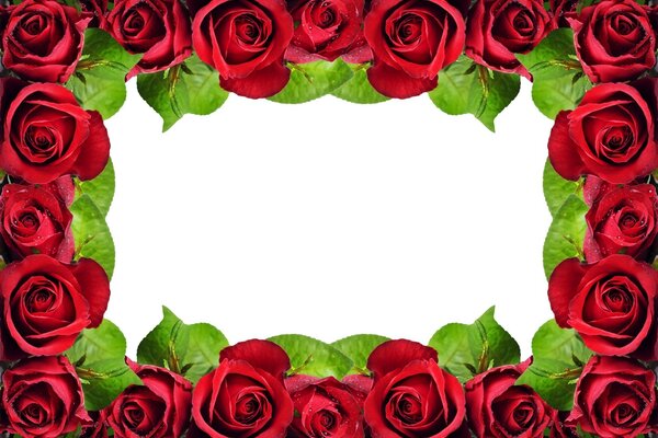 A rose frame with an empty background