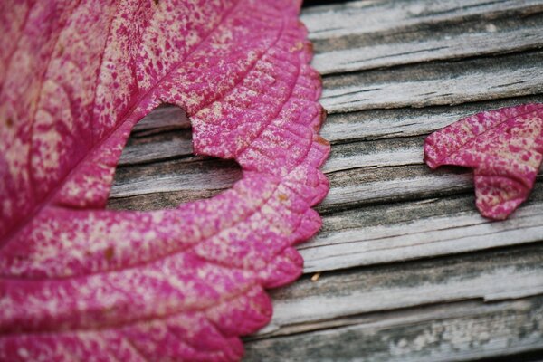 A pink leaf on an ancient tree