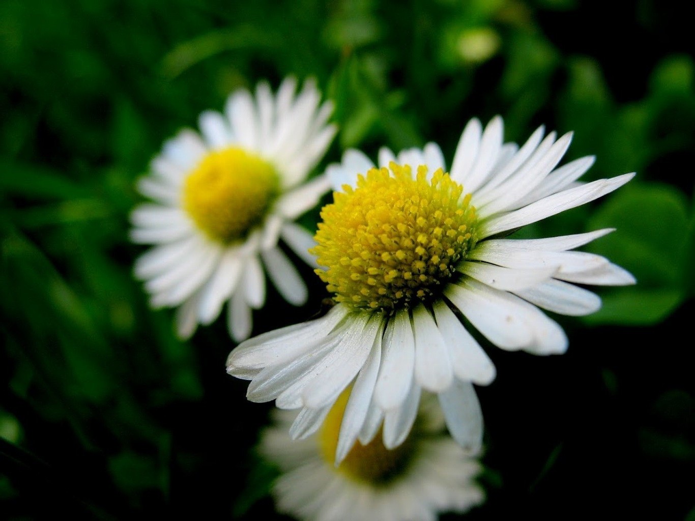 chamomile nature flower flora summer leaf garden petal growth floral blooming bright hayfield outdoors field