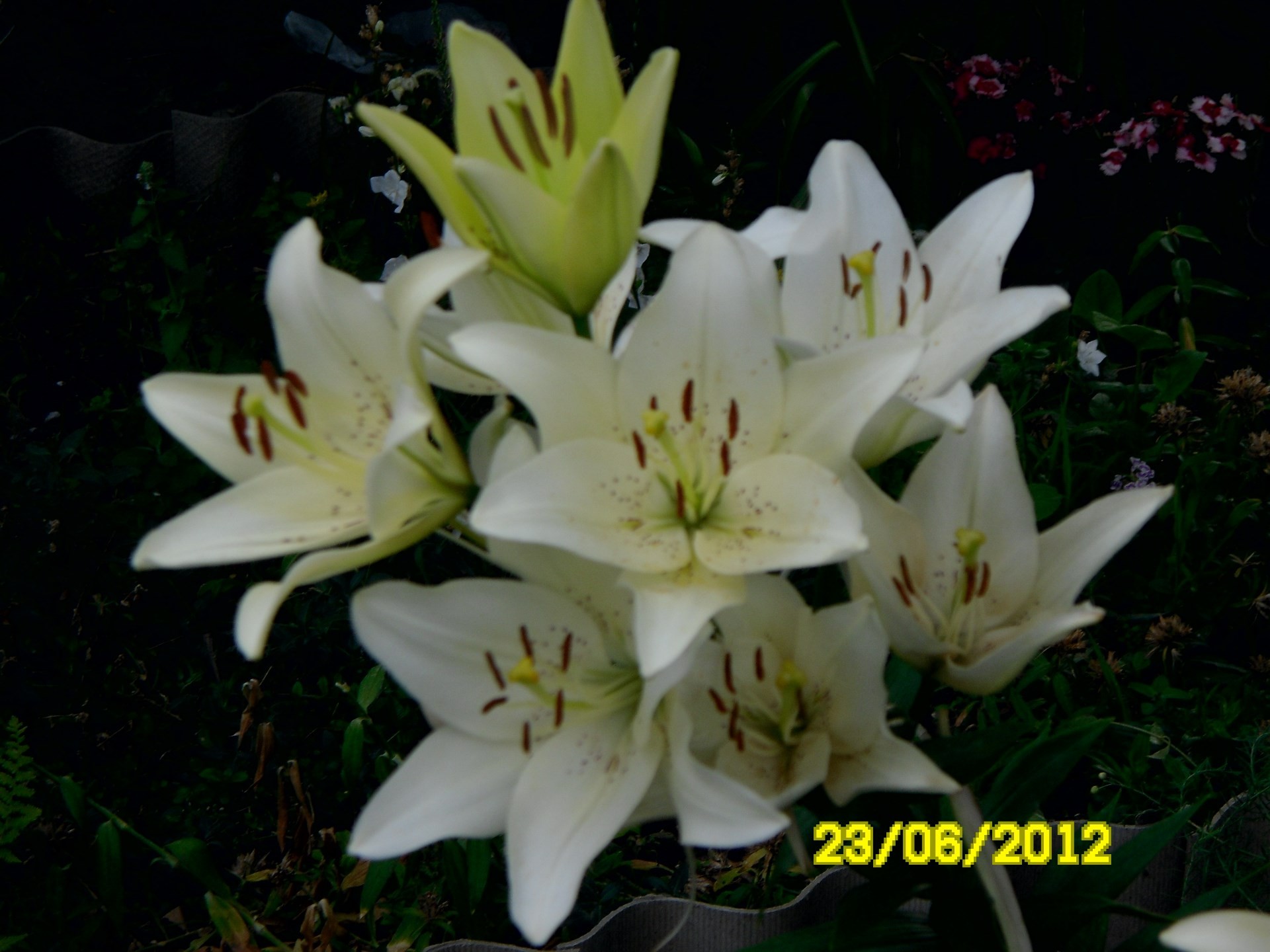 flowers flower nature leaf flora summer garden outdoors lily petal growth bright romance blooming delicate