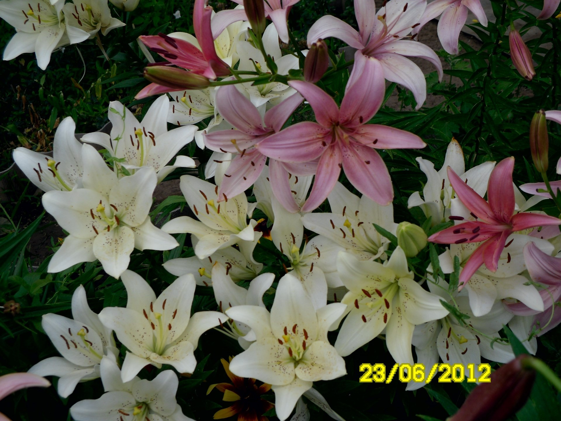 flowers flower nature leaf flora summer garden petal floral lily blooming bright bouquet growth beautiful outdoors