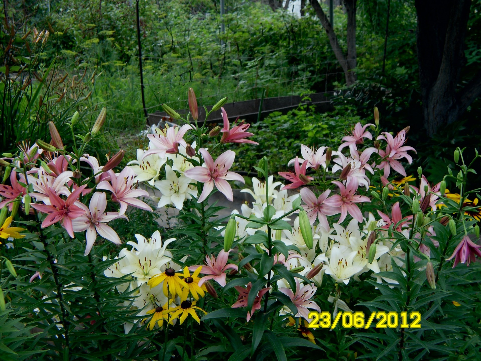 flowers flower nature garden flora summer leaf blooming floral petal park color season growth beautiful botanical bright close-up