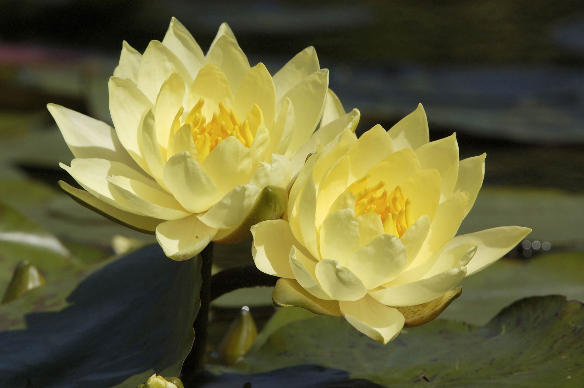 lily lotus pool flower leaf flora nature blooming garden petal waterlily botanical summer aquatic zen floral meditation
