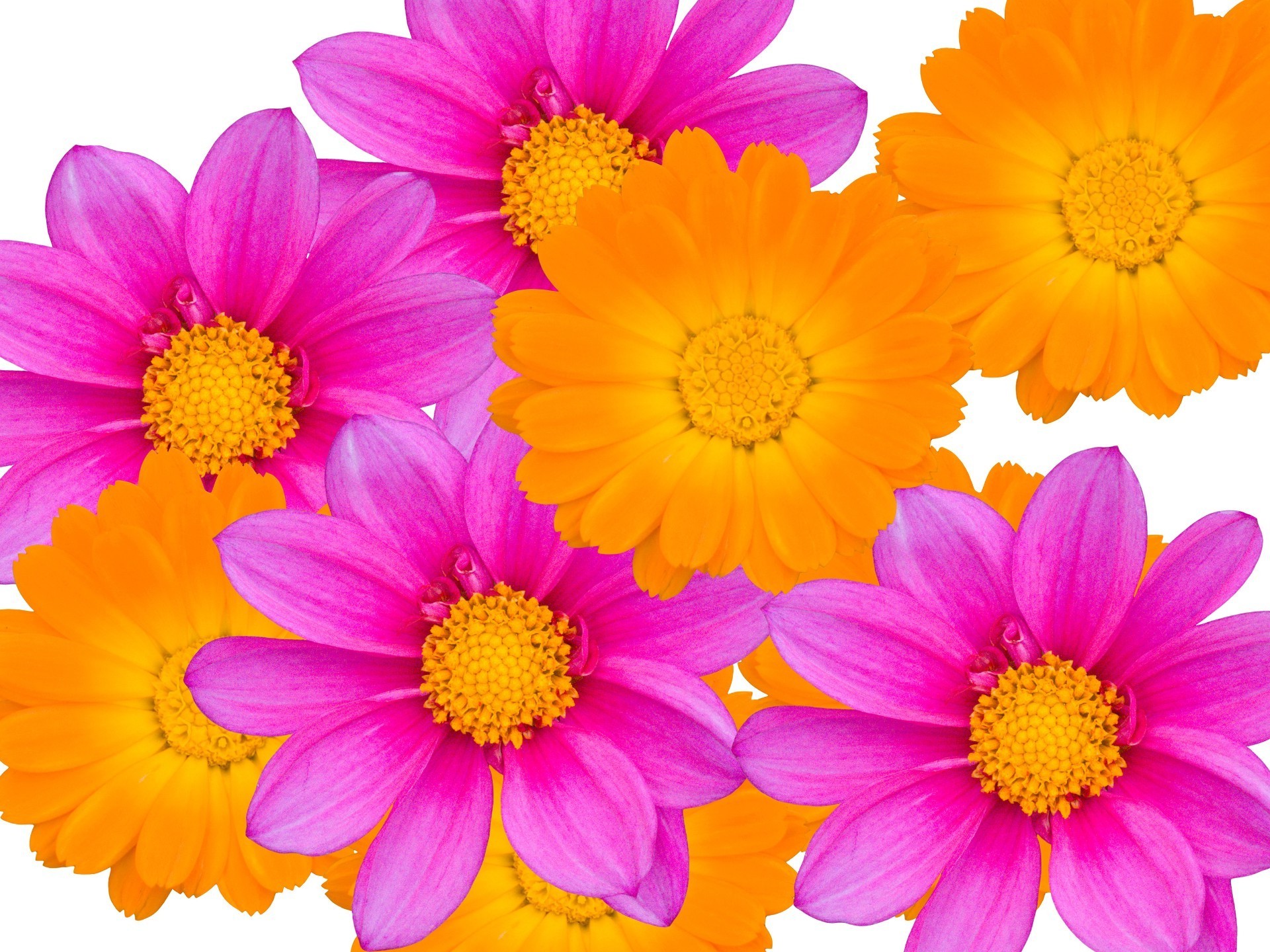 flowers flower nature summer flora color floral bright petal garden blooming beautiful leaf decoration