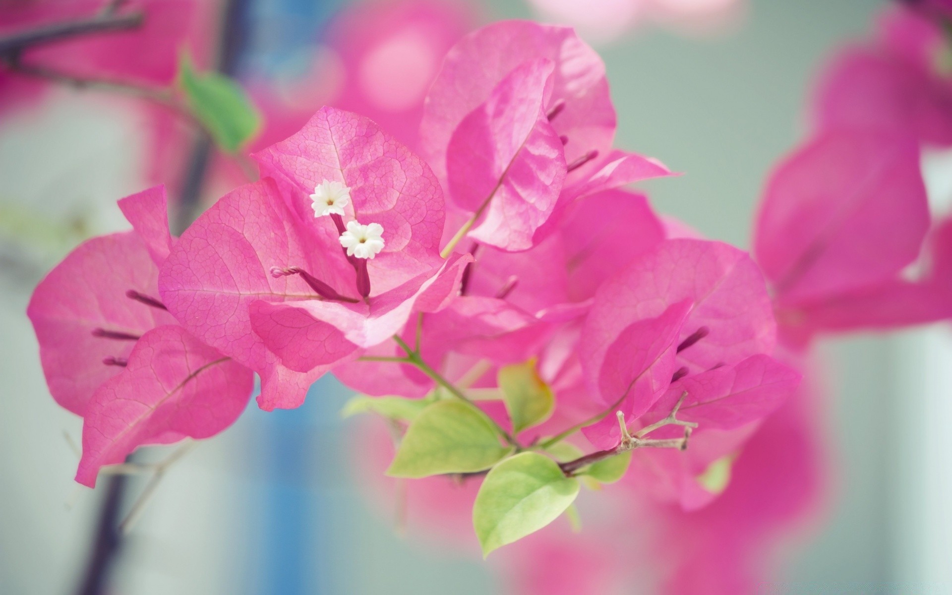 macro flower nature flora leaf garden summer petal blooming bright beautiful color growth floral love delicate close-up easter