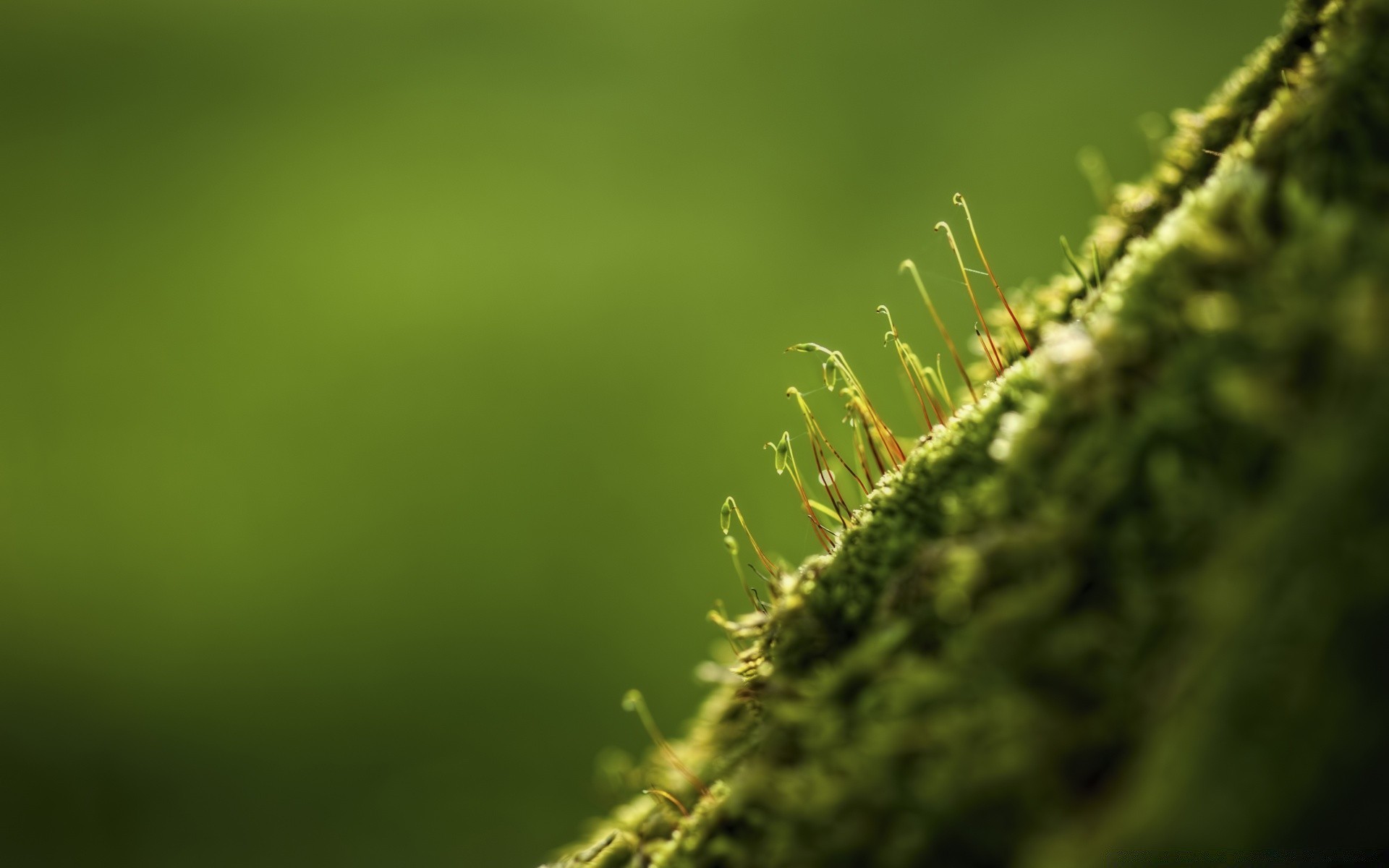 macro nature leaf blur growth flora outdoors rain grass dof garden summer fair weather lush abstract focus dawn fern light sun