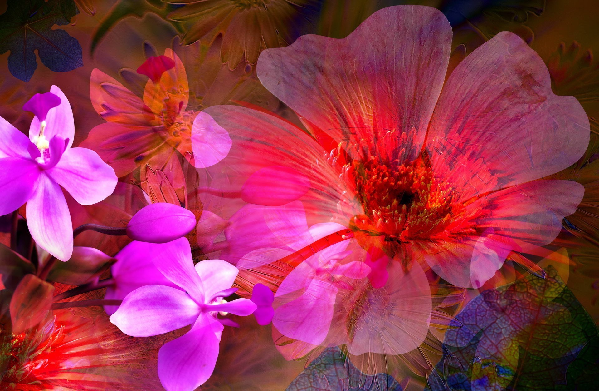 abstract and graphics flower nature flora petal floral beautiful garden blooming color summer bright leaf decoration