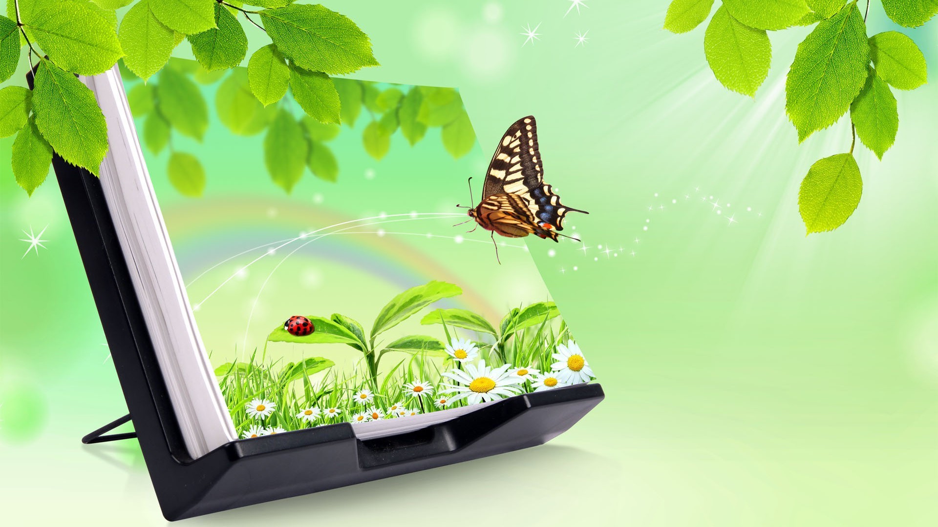 butterfly nature leaf summer flora garden desktop insect tree