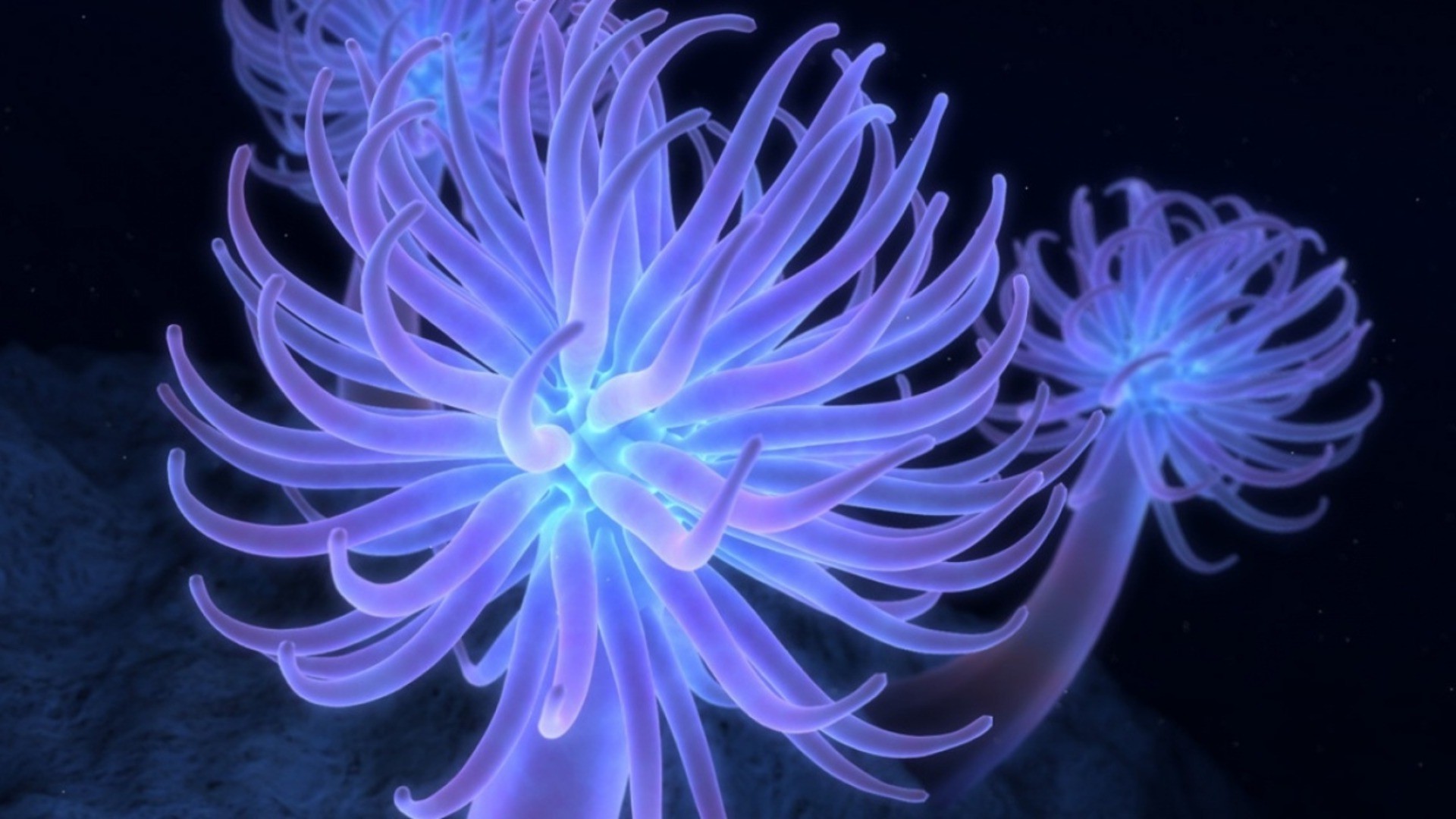 animals color nature desktop underwater bright invertebrate