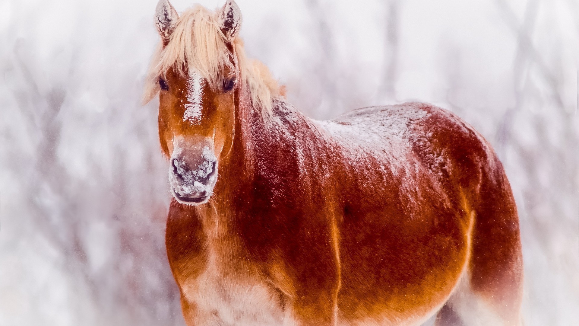 horses winter nature snow outdoors mammal cavalry one