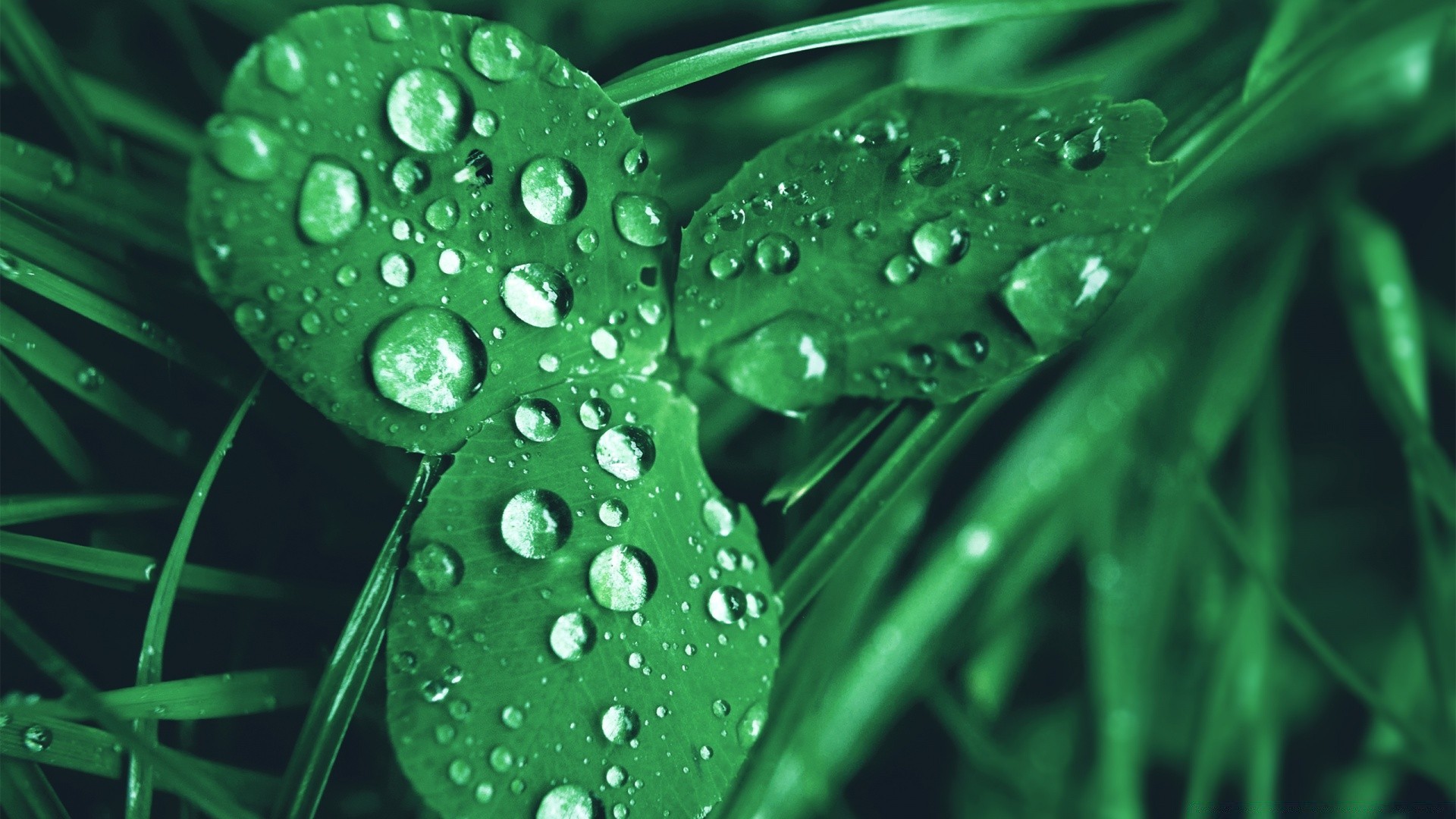 macro rain dew drop wet leaf water flora droplet freshness nature purity growth environment liquid clean
