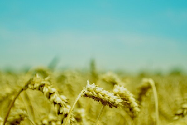 Yellow wheat on a blue sky background