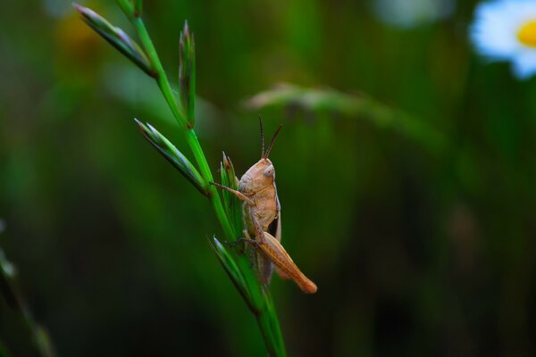 Red grasshopper on a thin stalk