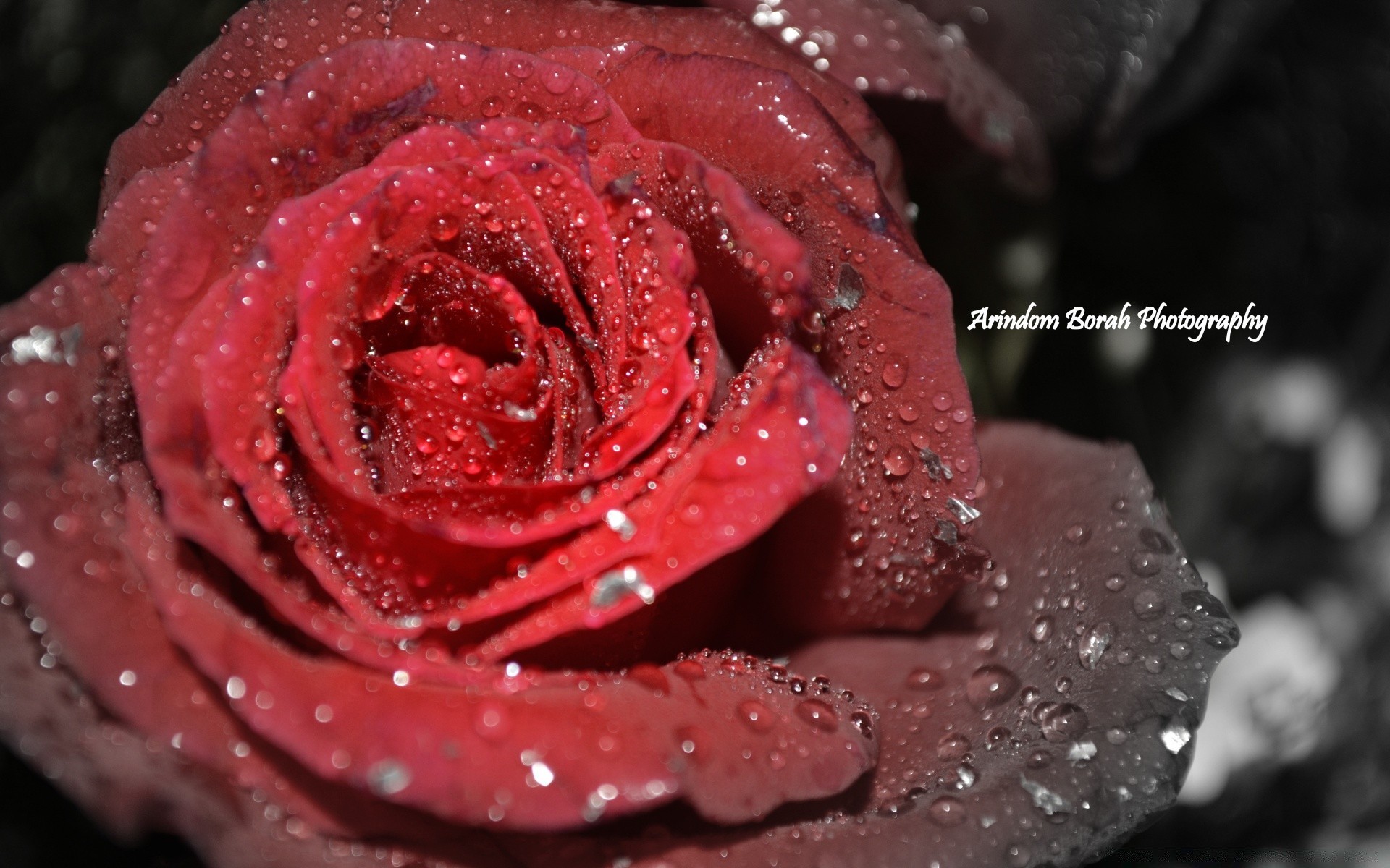 macro rose dew love romance flower gift nature romantic affection wet