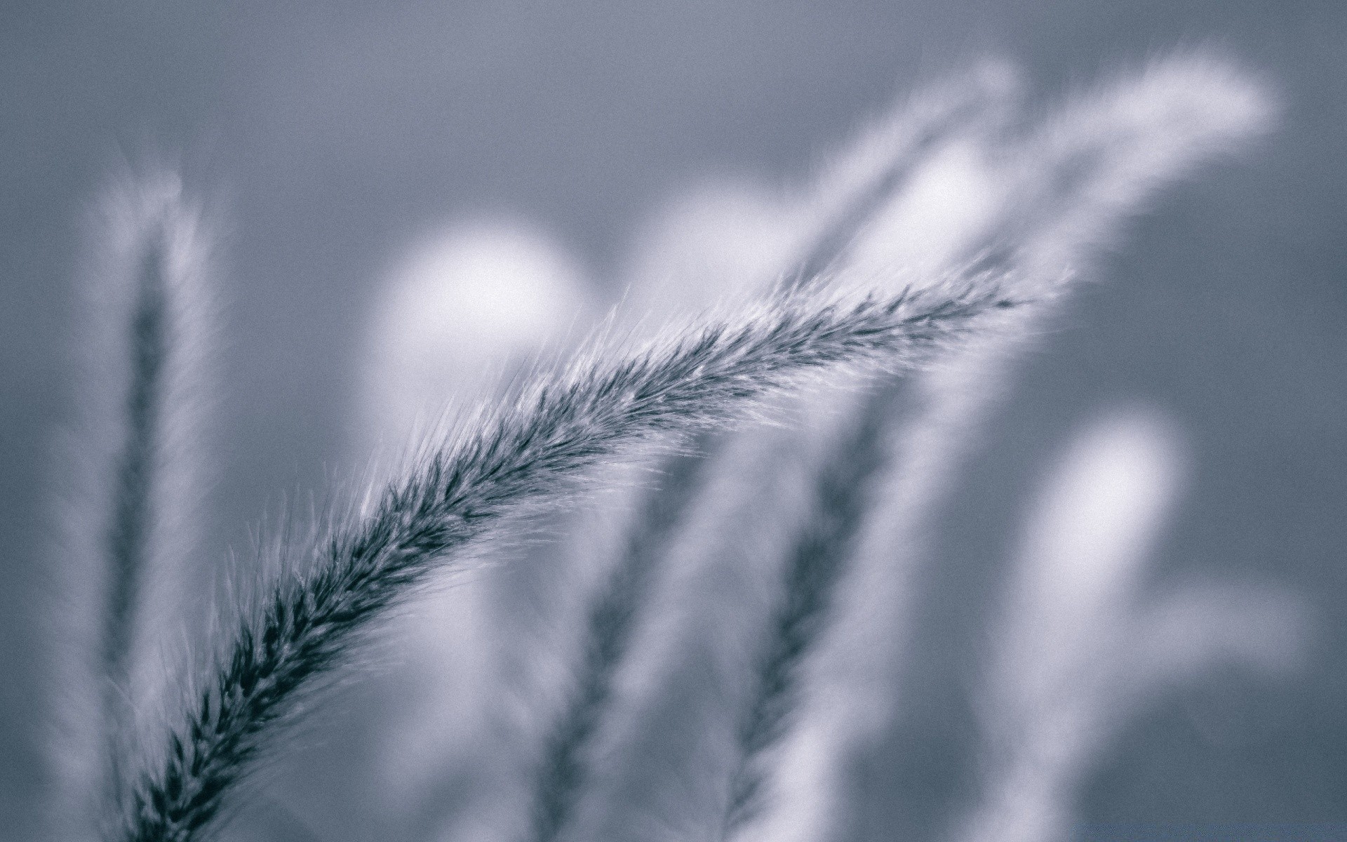 macro nature grass sun wheat weed cereal downy outdoors growth fair weather dawn summer blur winter sky seed